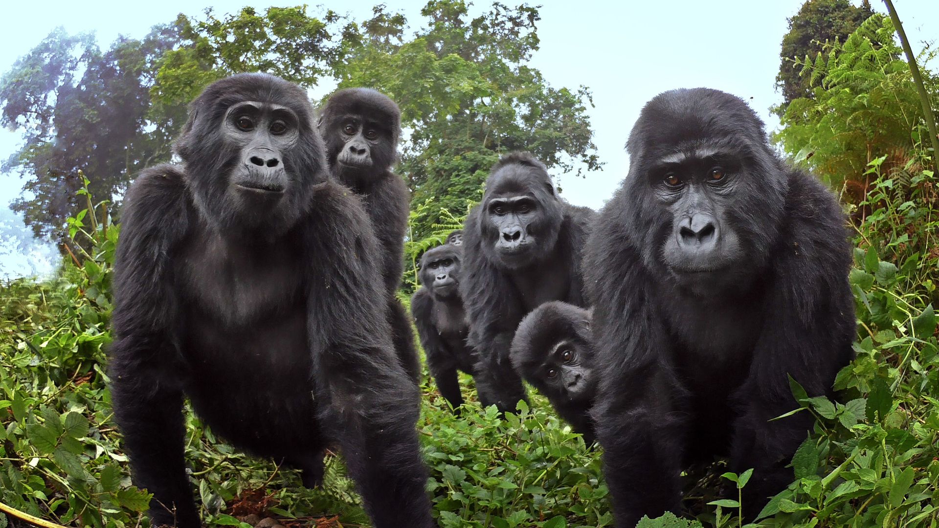 Robot 'spy' gorilla records wild gorillas singing and farting