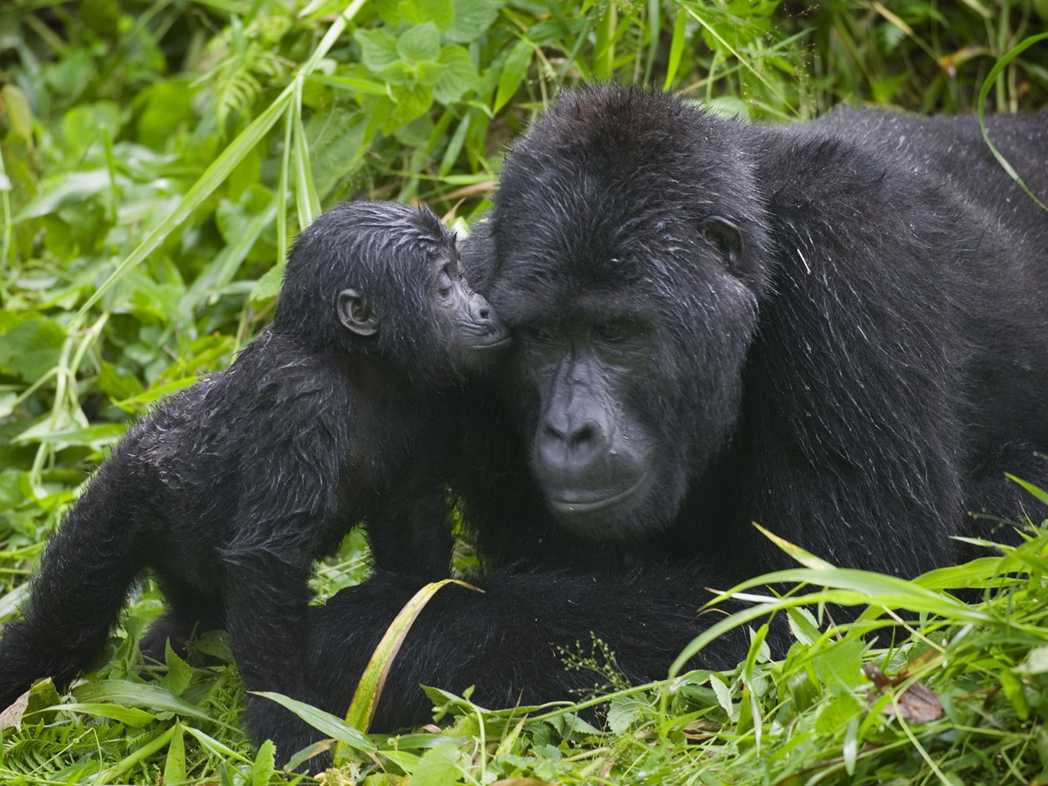Silverback Gorilla Strength.. Gorilla Kisses Silverback Male