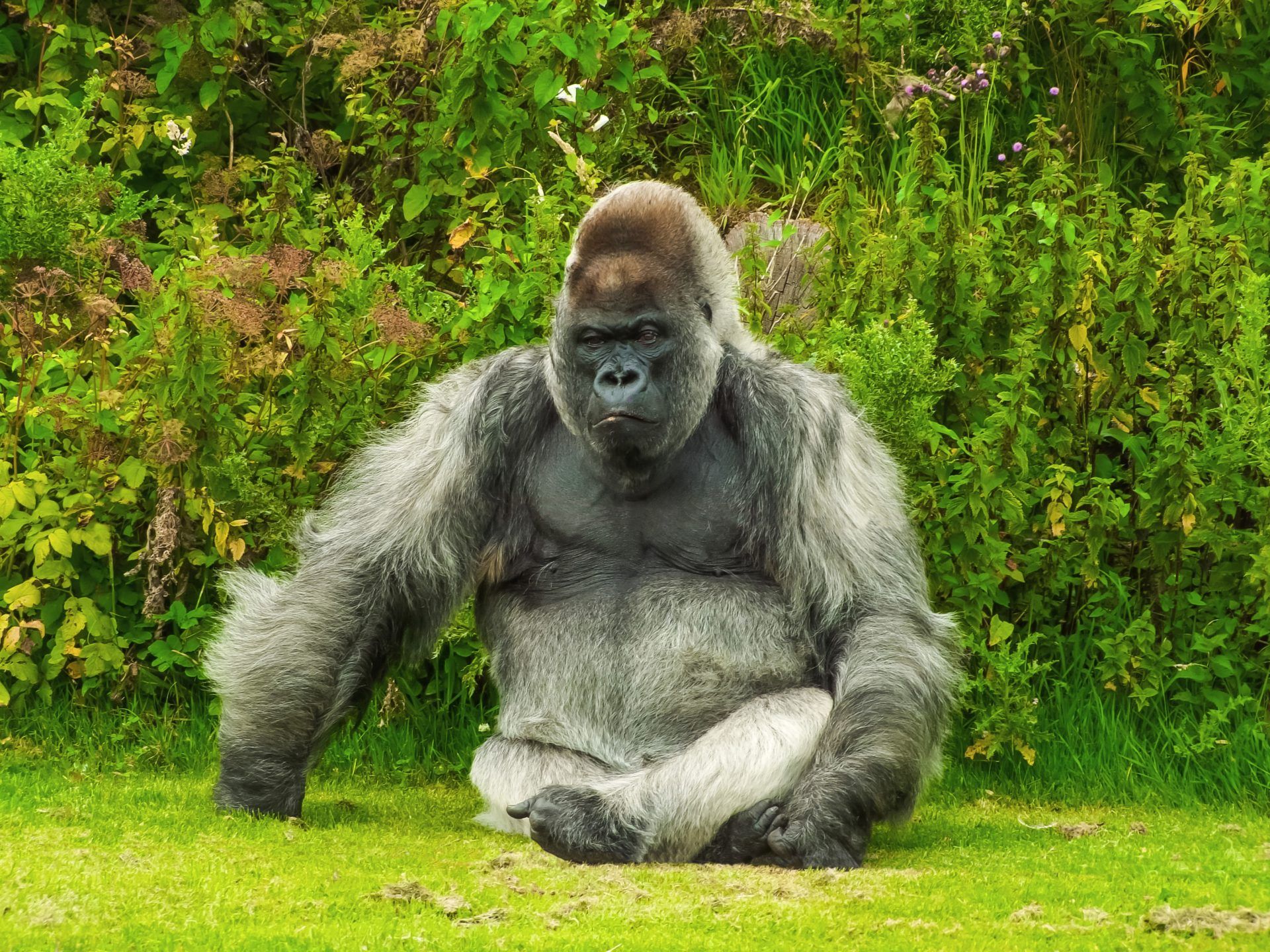 Gorilla Really Powerful Animal
