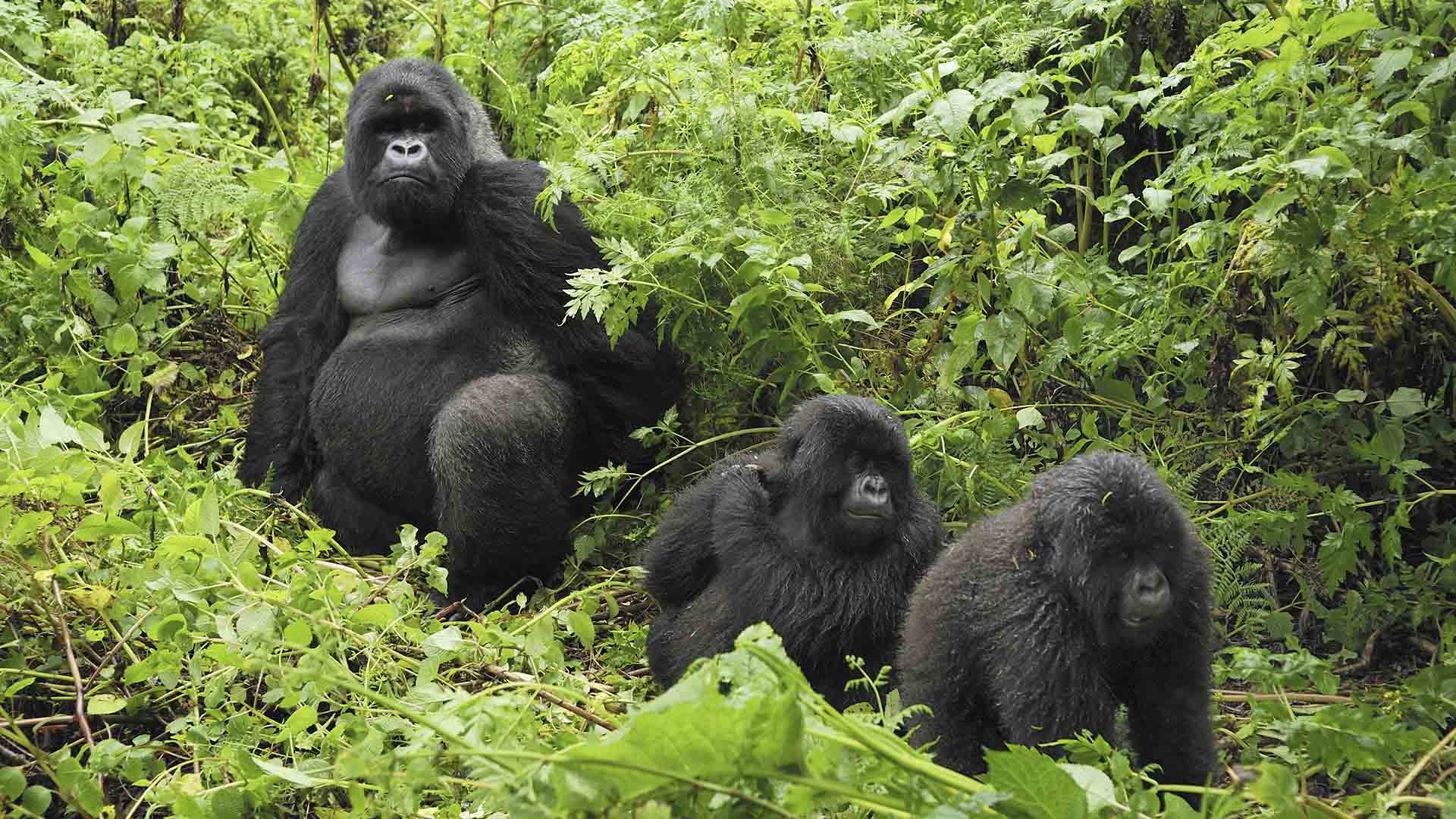 How big are gorillas size, the size of gorillas