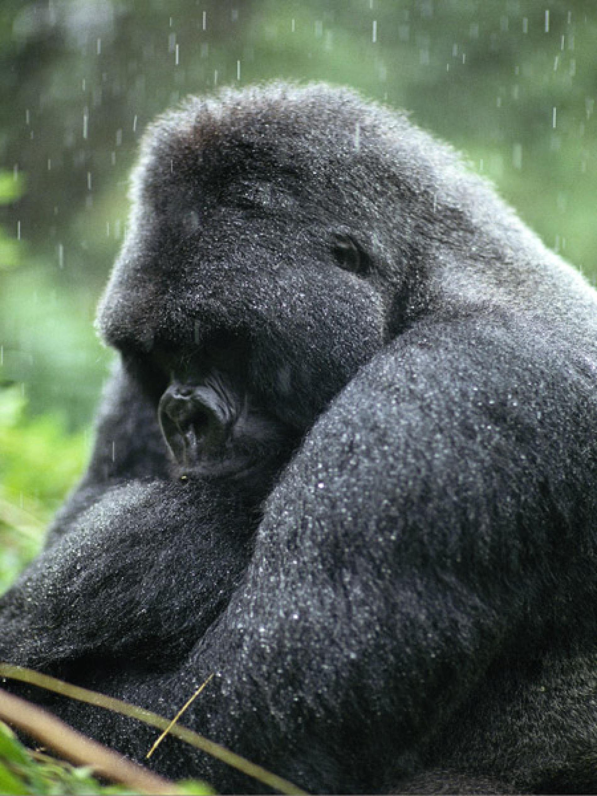 Gorilla Picture