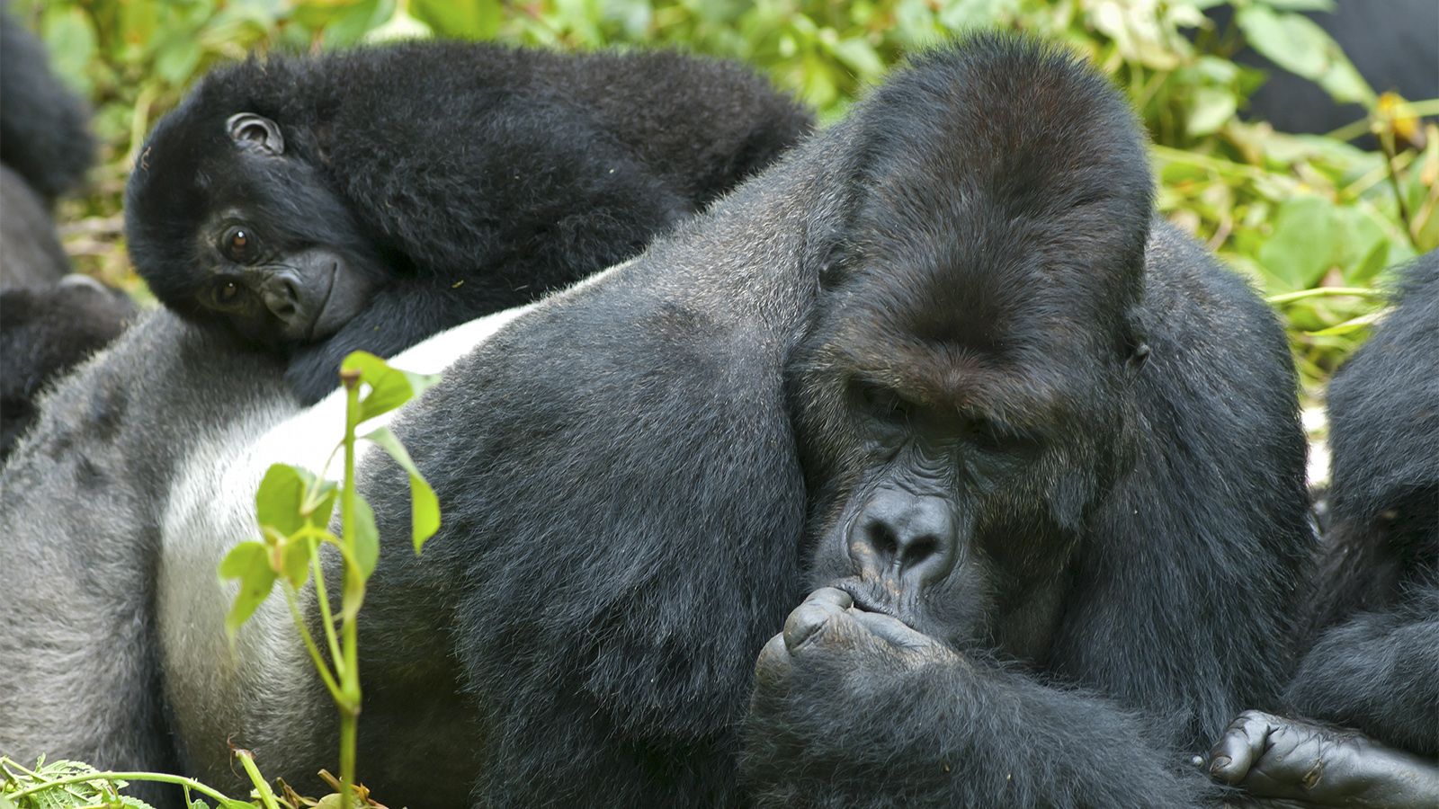 Big Hairy Facts About Gorillas