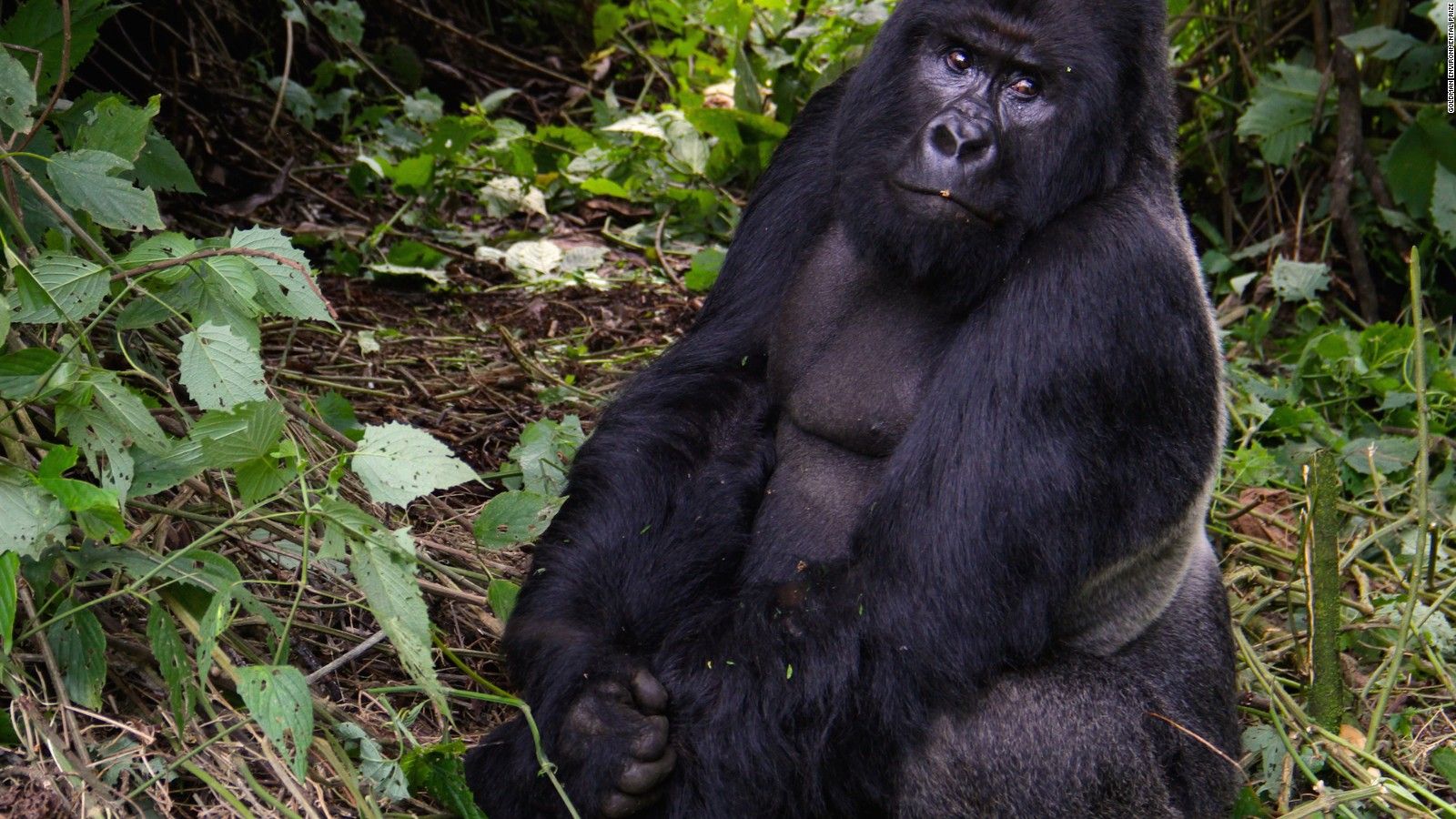 Virunga's gorilla rangers risk armed rebels and poachers