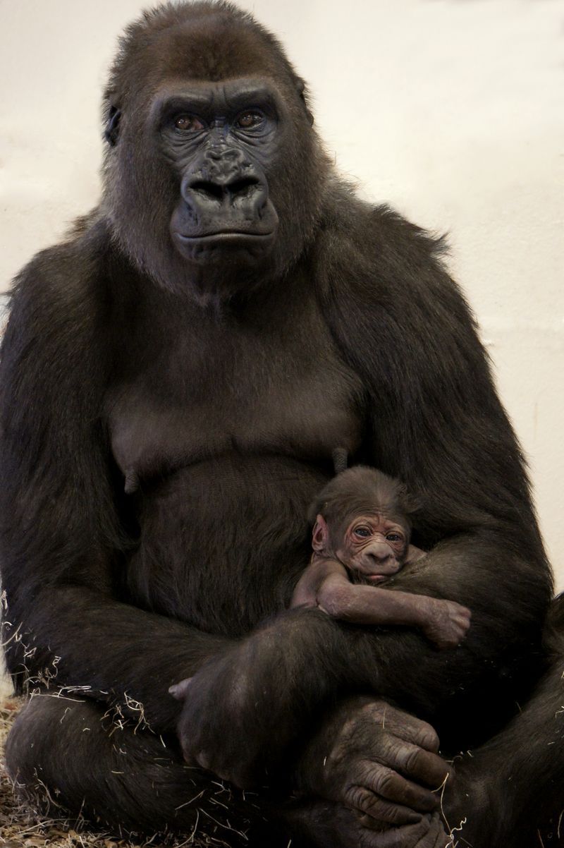 Gorilla Mom Snuggles in Tight with New Baby. Gorilla, Animals