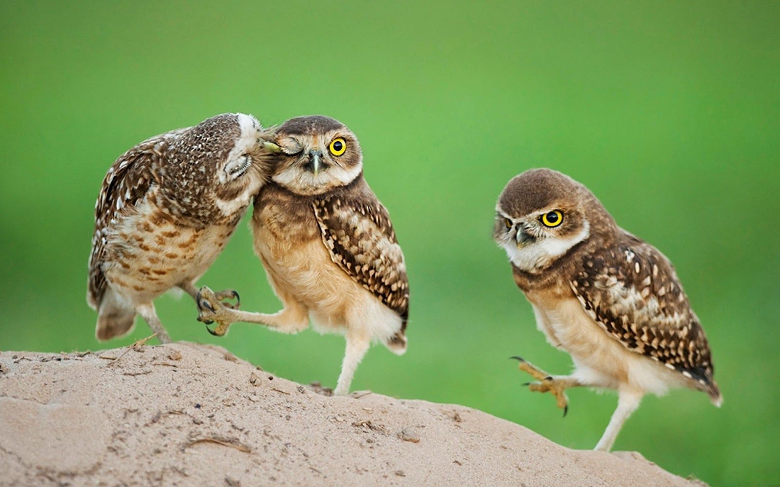 Dream Wallpaper: Owl baby birds showing love with each other very