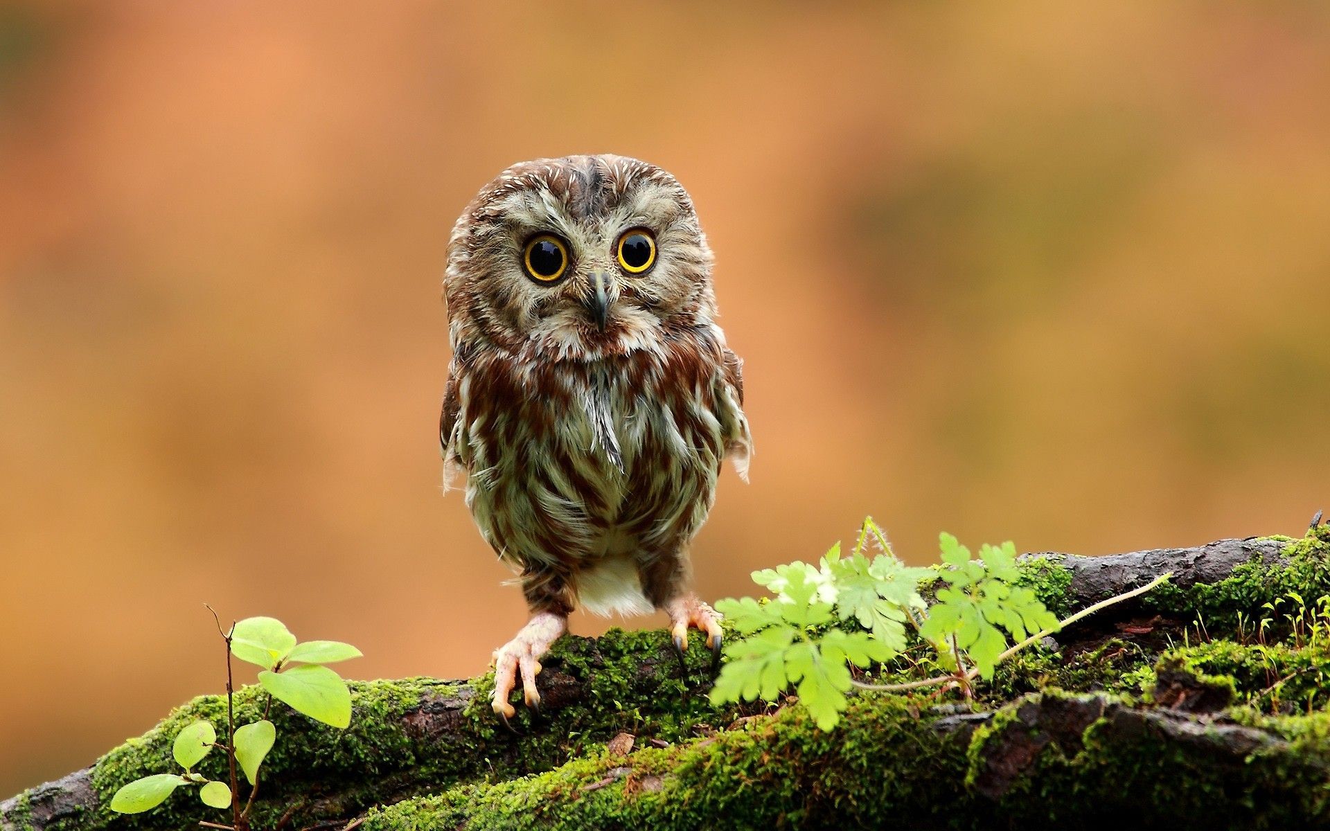 Baby Owl Wallpaper Free Baby Owl Background