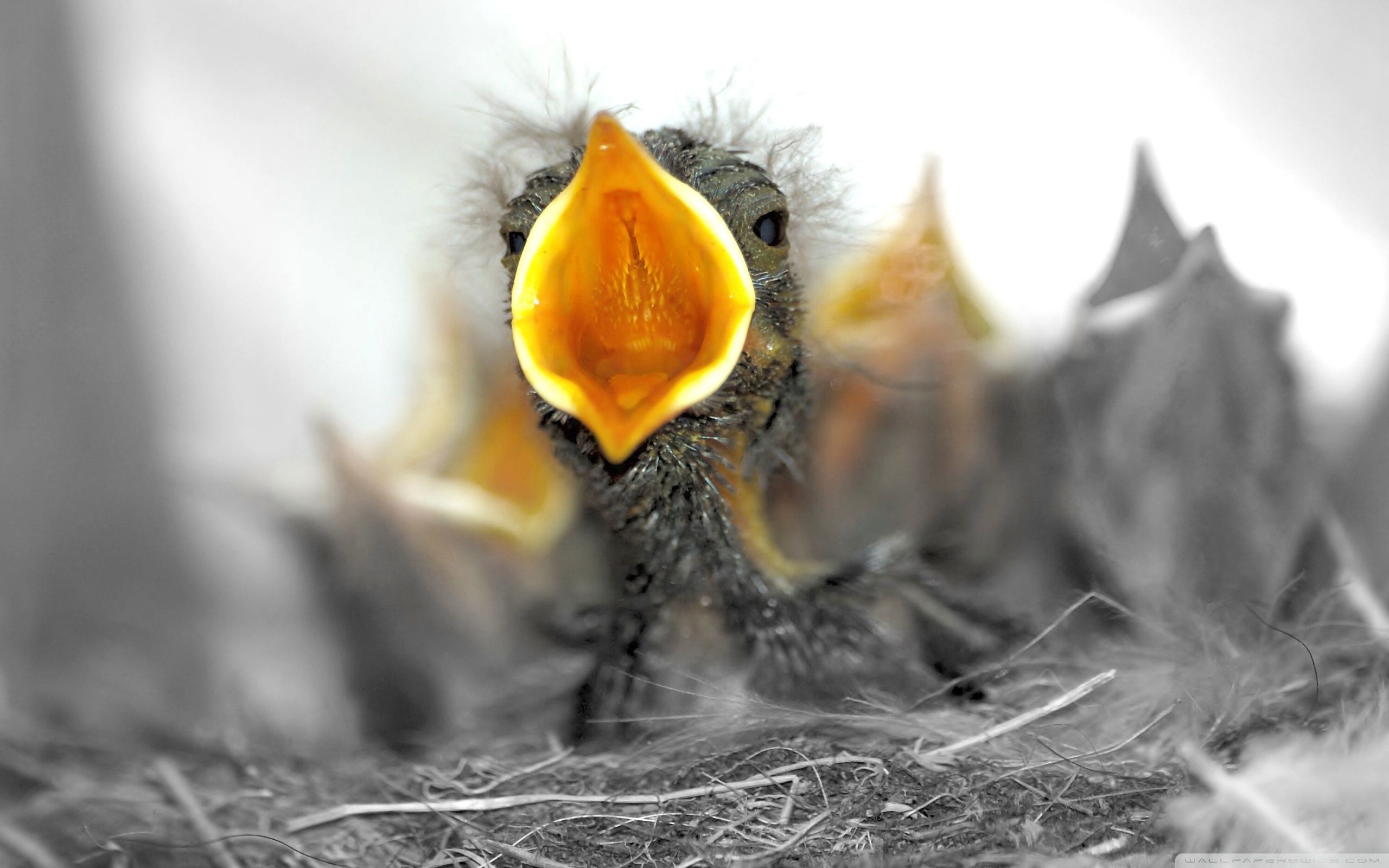 Baby Birds Are Hungry Ultra HD Desktop Background Wallpaper for 4K