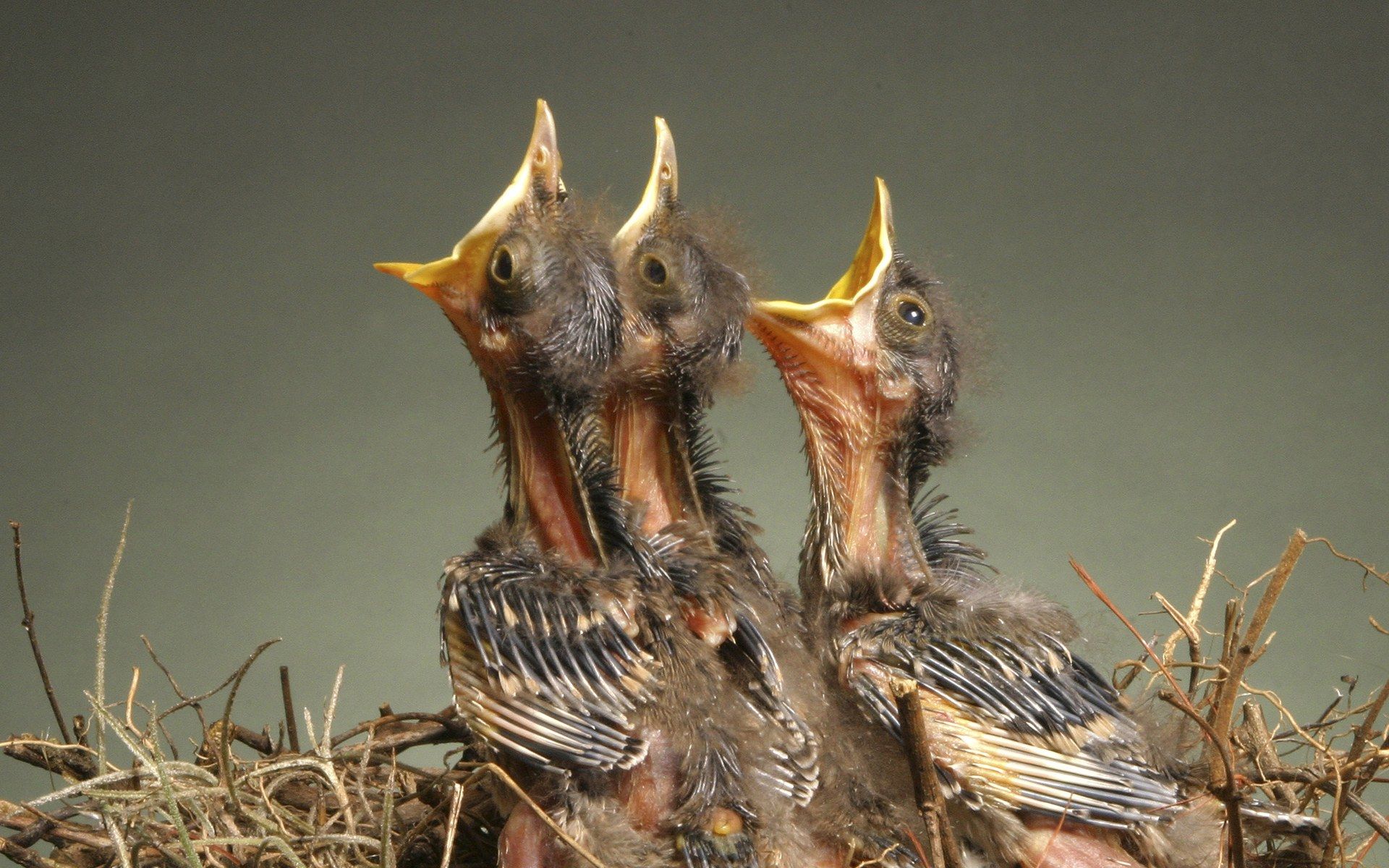 Three baby birds in the nest 1920x1200 NO.46 Desktop Wallpaper