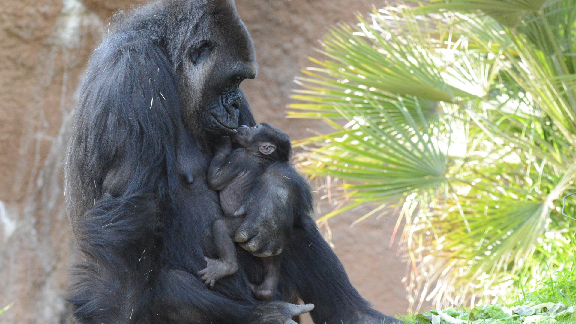L.A. Zoo Announces Name of 1st Gorilla Born at Facility in Over 20