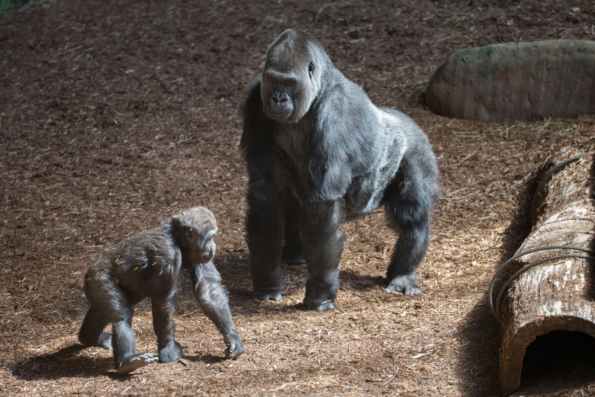 Toronto Zoo's silverback King Charles reigns on as son moves to