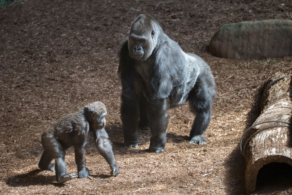 Toronto Zoo's silverback King Charles reigns on as son moves to