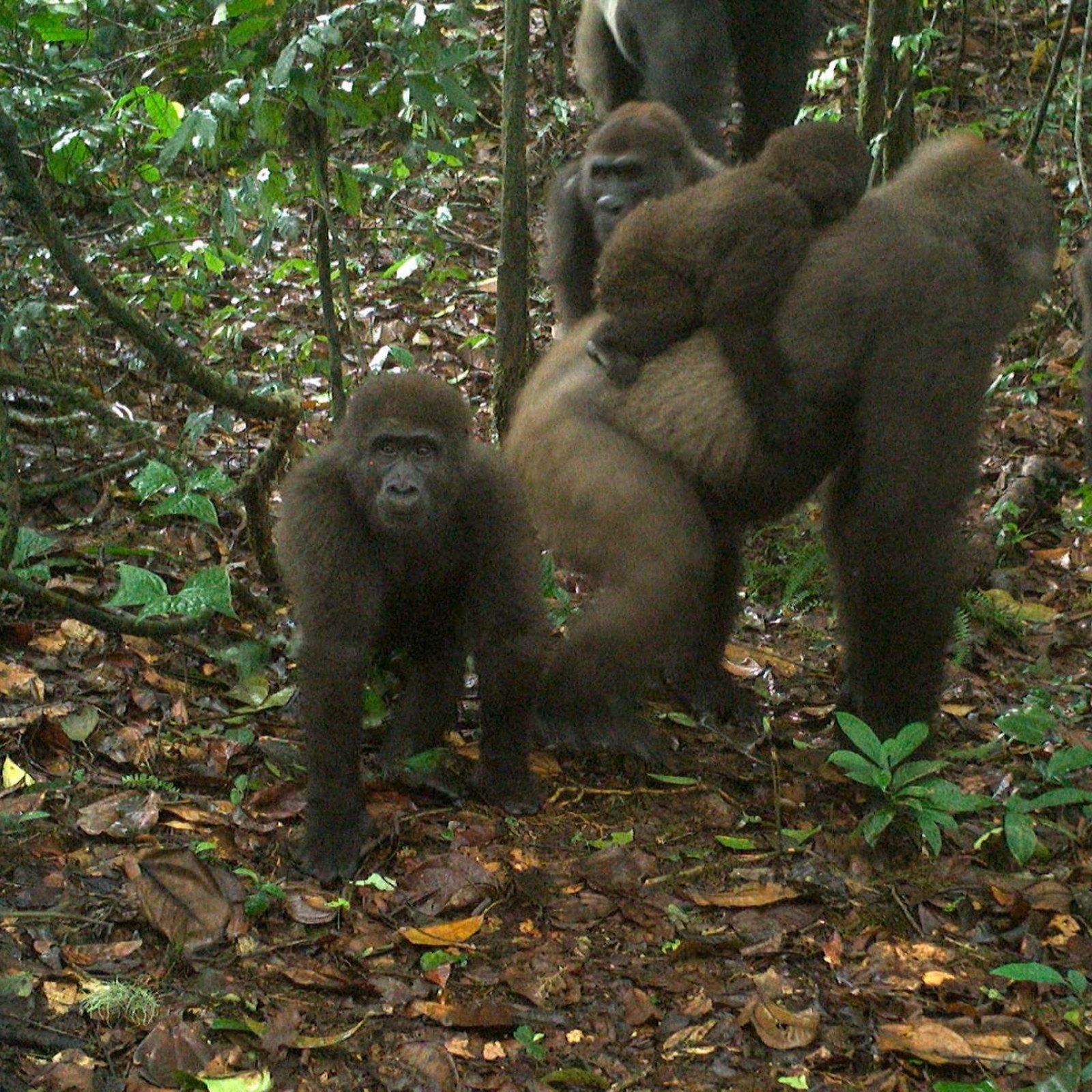Rarest Gorilla Subspecies Appears on Camera With Group of Babies