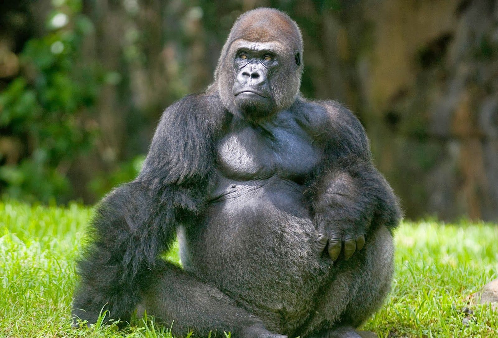 Animals World: Gorilla HD Wallpaper