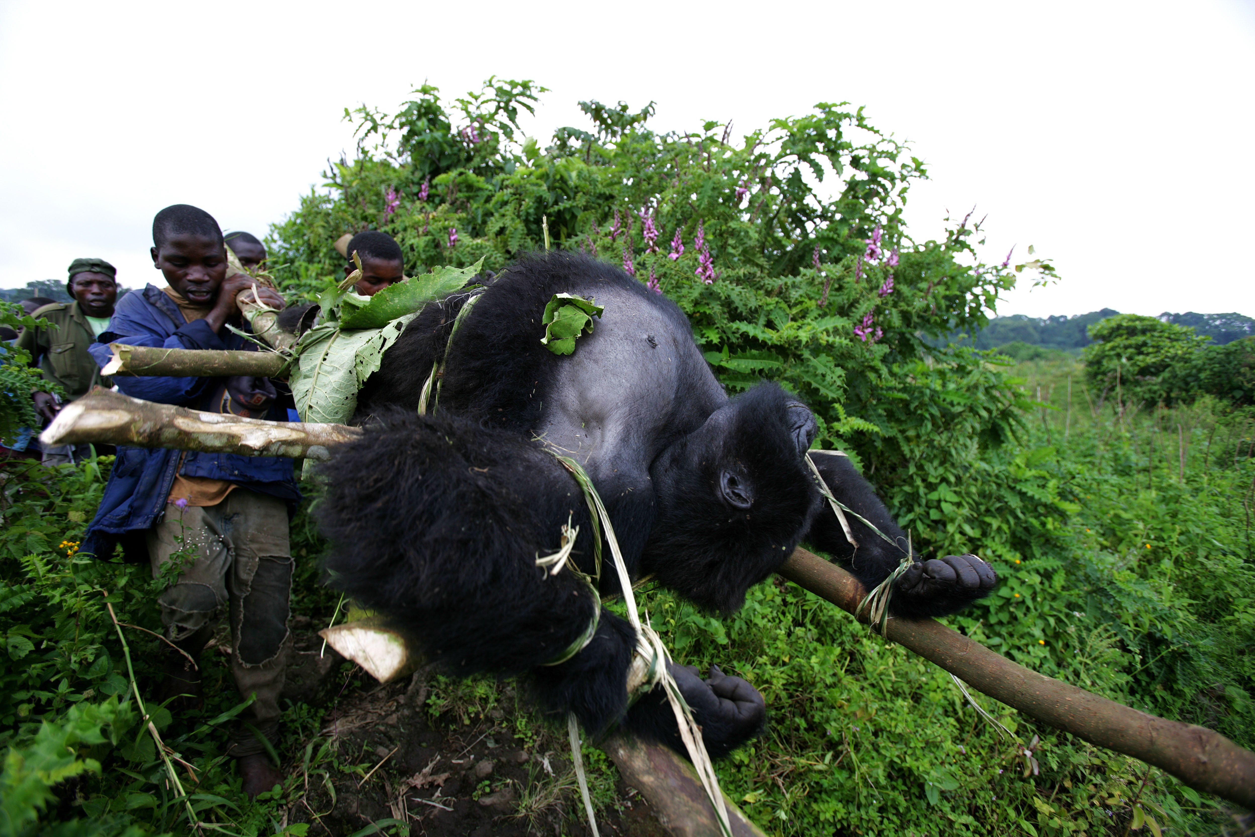 Virunga's gorilla rangers risk armed rebels and poachers