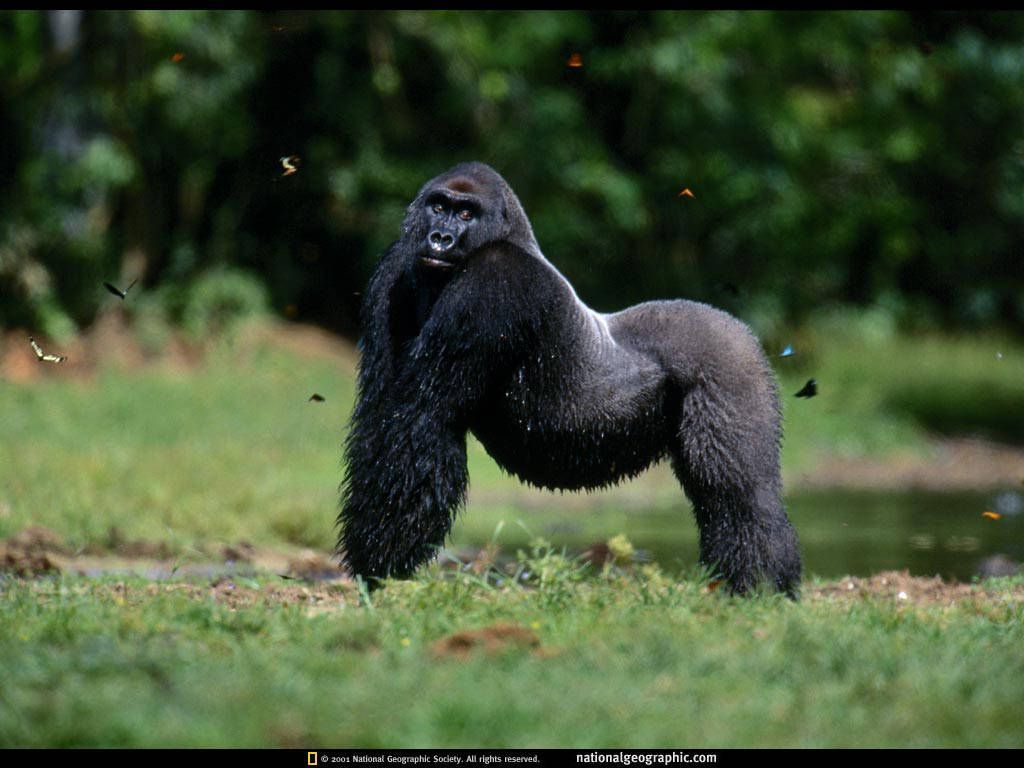 National Geographic 2001 2002 012 wallpaper and