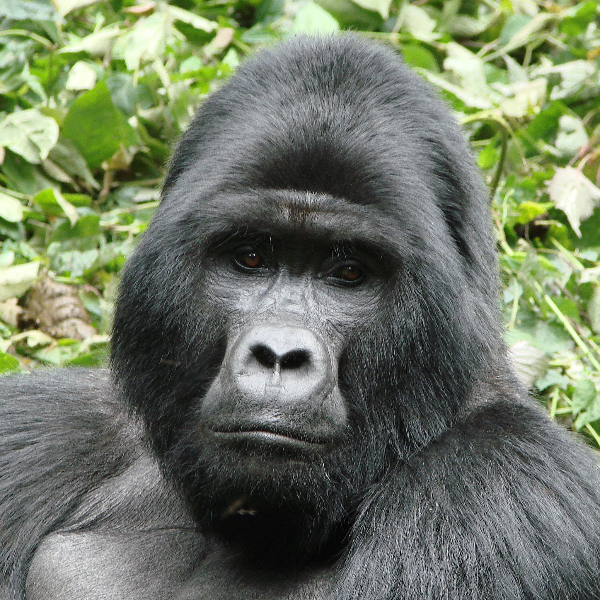 Mountain gorilla facts and photo