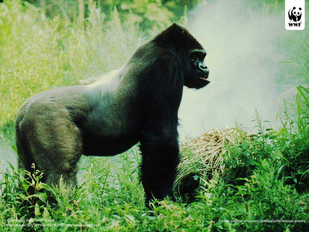 Gorilla
