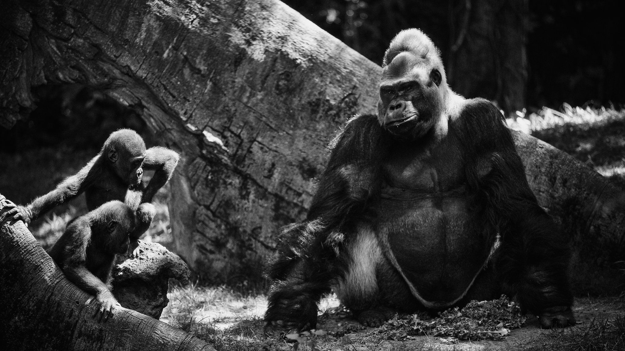 A Gorilla Match (or 5) at the Bronx Zoo