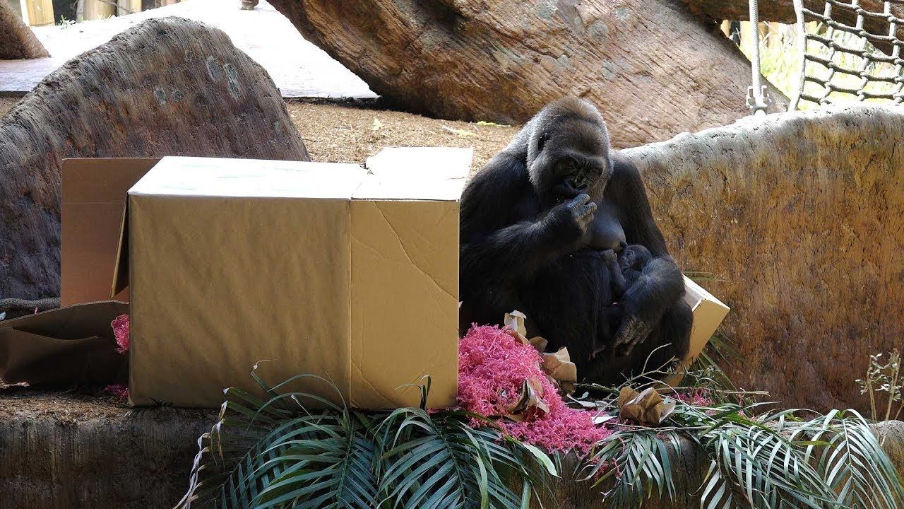 NewCa.com: 2018 Toronto Zoo. Gorilla Baby Received Her Name 4K