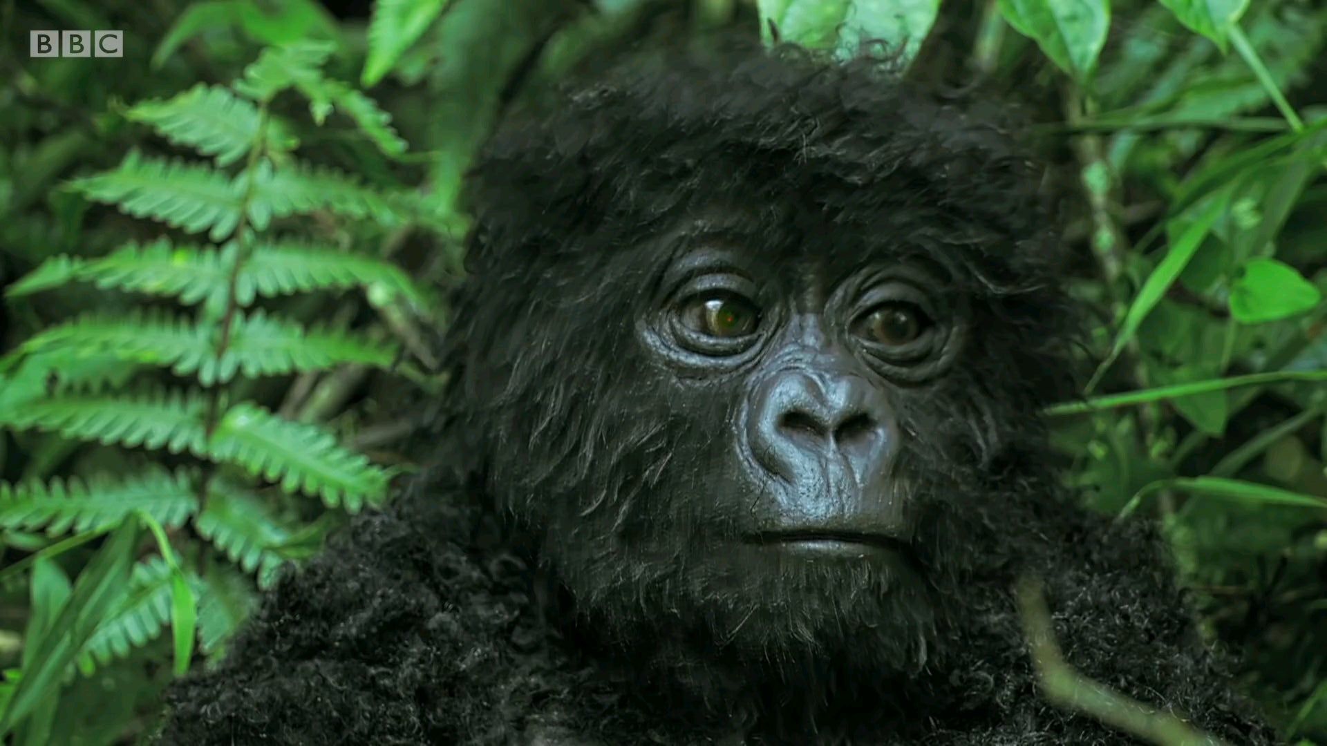 Robot spy gorilla infiltrates a wild gorilla troop