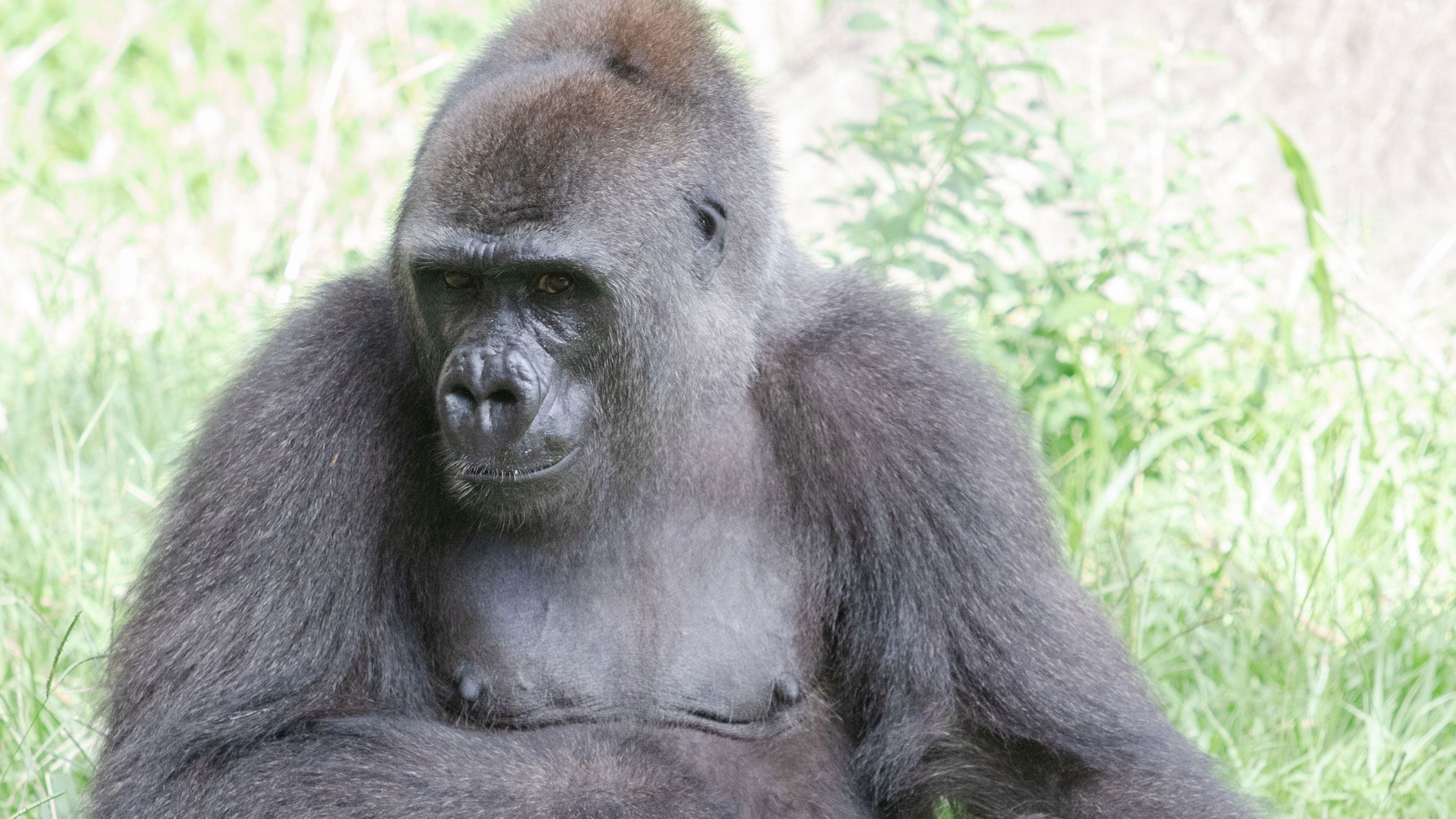 A critically endangered gorilla is about to be a mom, and she's