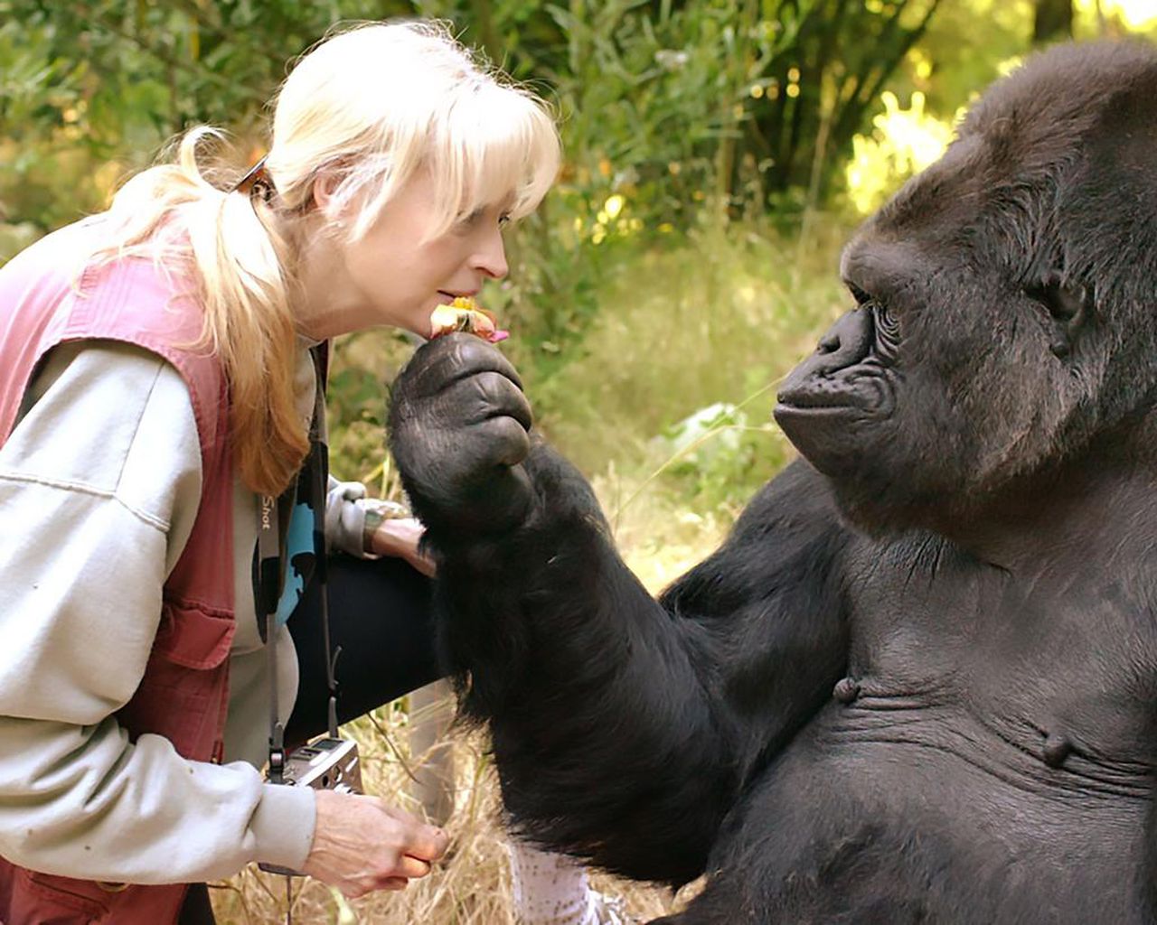 What we learned from Koko the gorilla