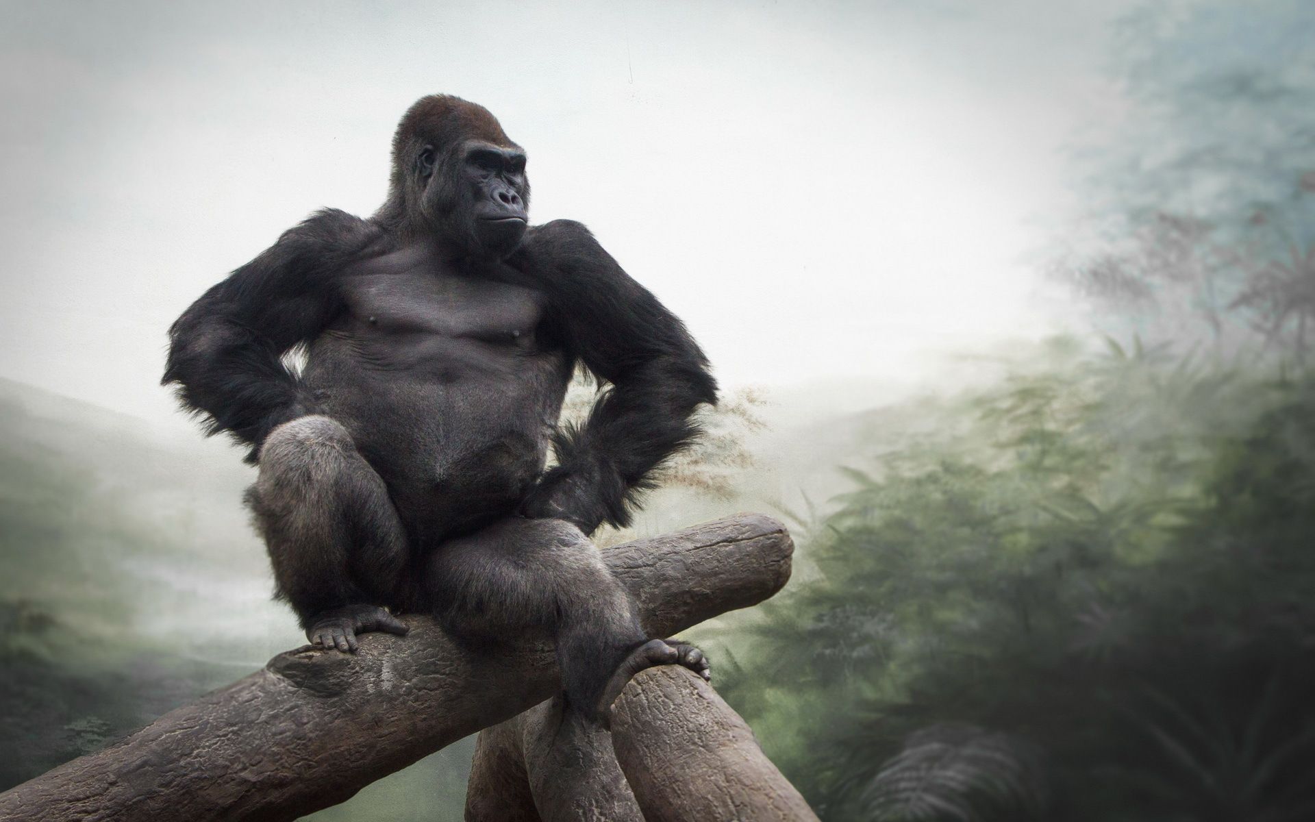 Gorilla HD Wallpaper. Background. Gorille