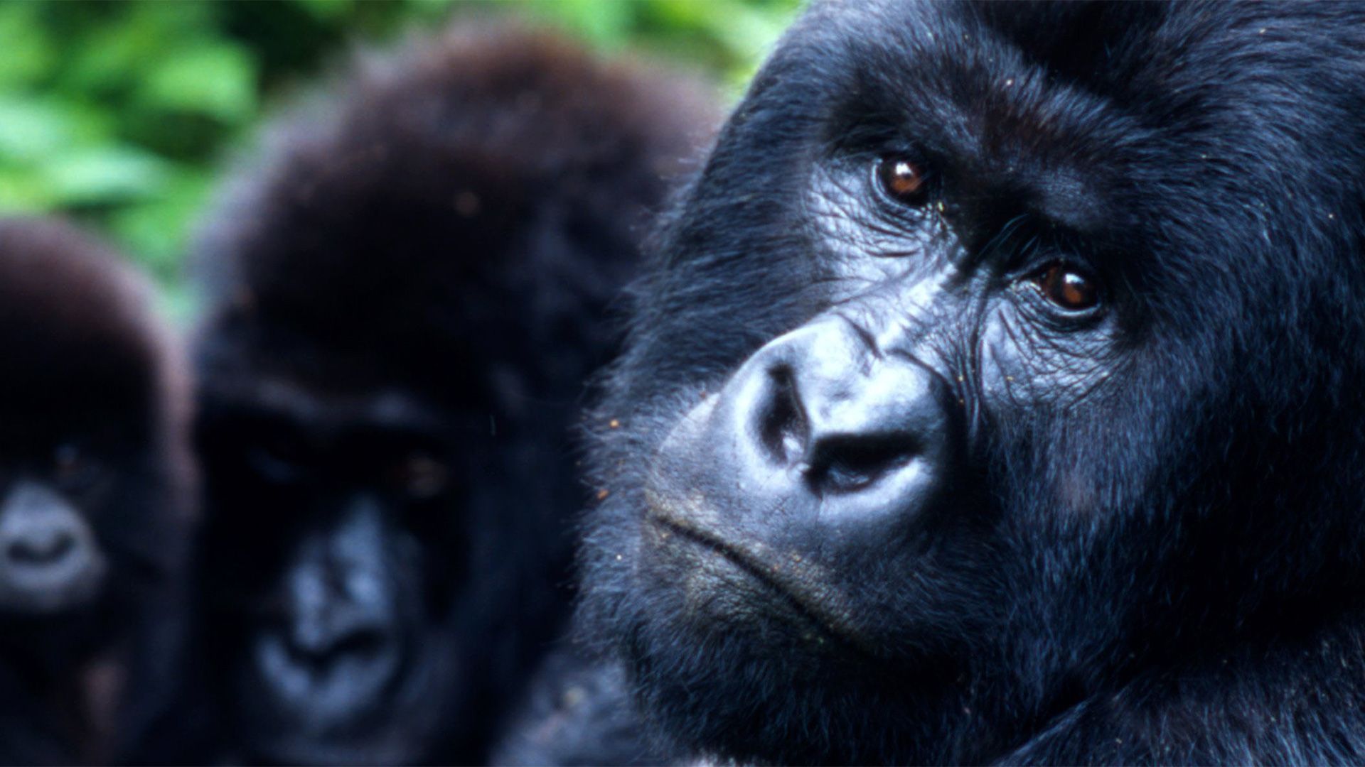 Finding The Apes. Safari & Company