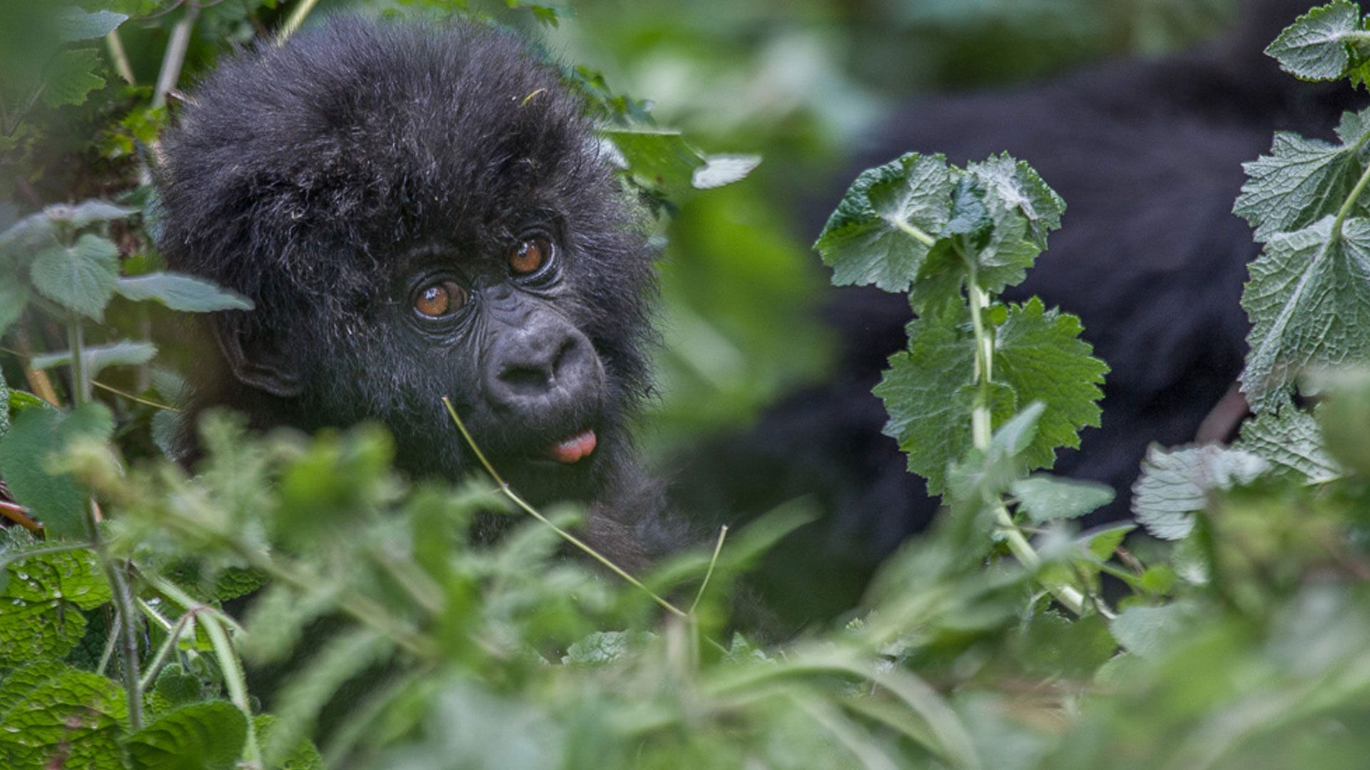 Gorilla tracking safari in Rwanda
