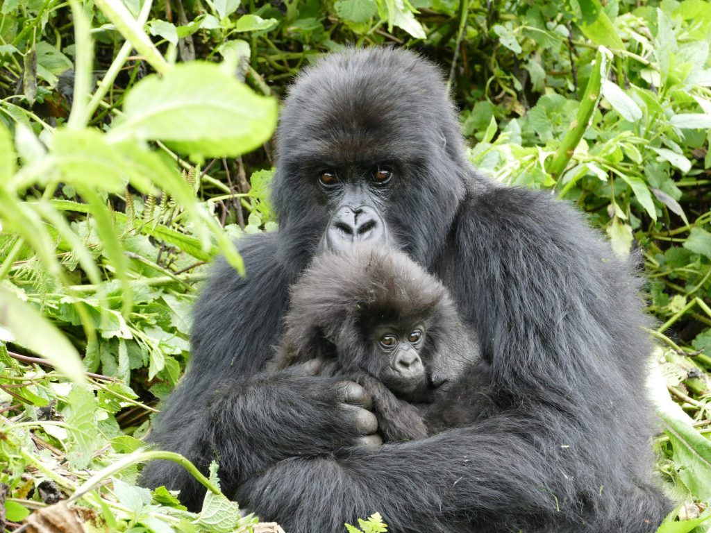 Gorilla facts. Ape or monkey? Weiler Woods for Wildlife
