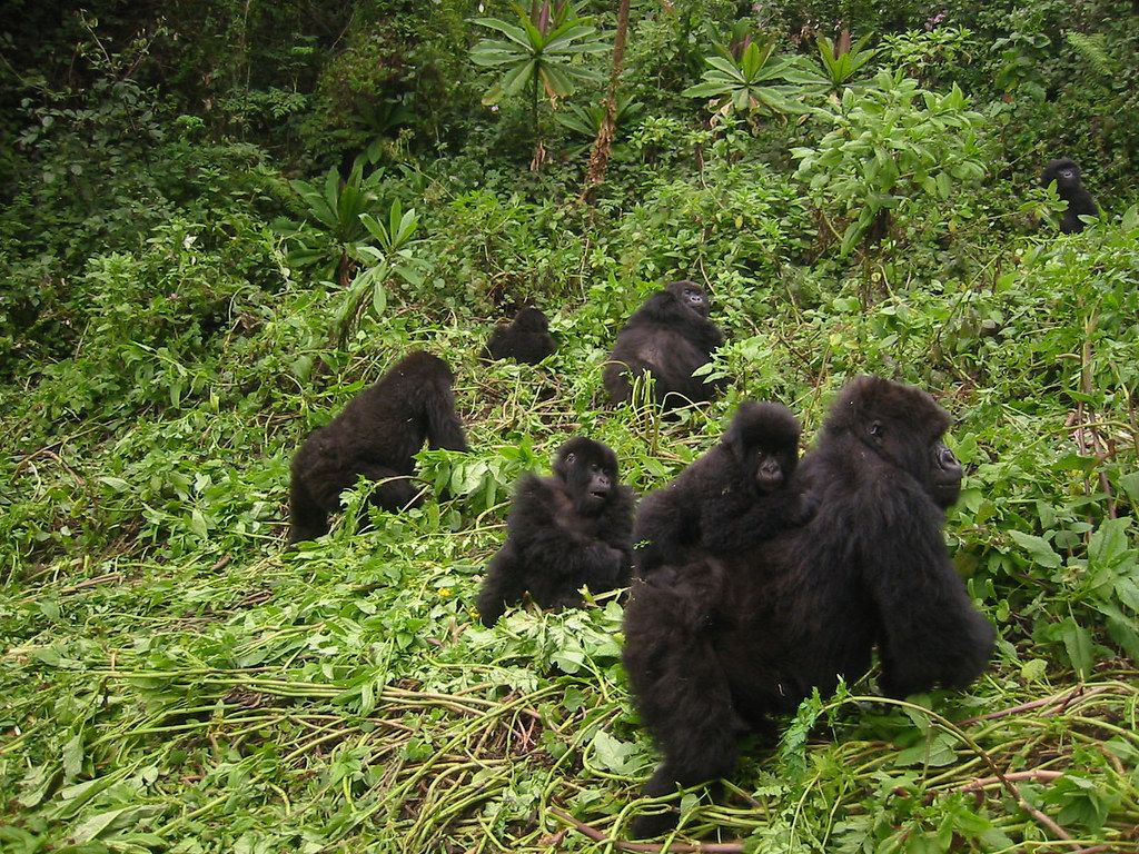 KromerGorillas Troop Kromer