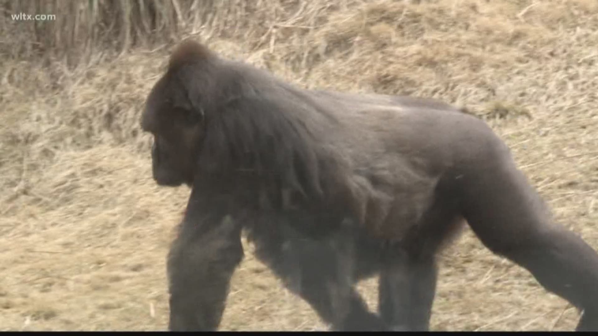 FIRST LOOK! First Photo of Baby Gorilla Released