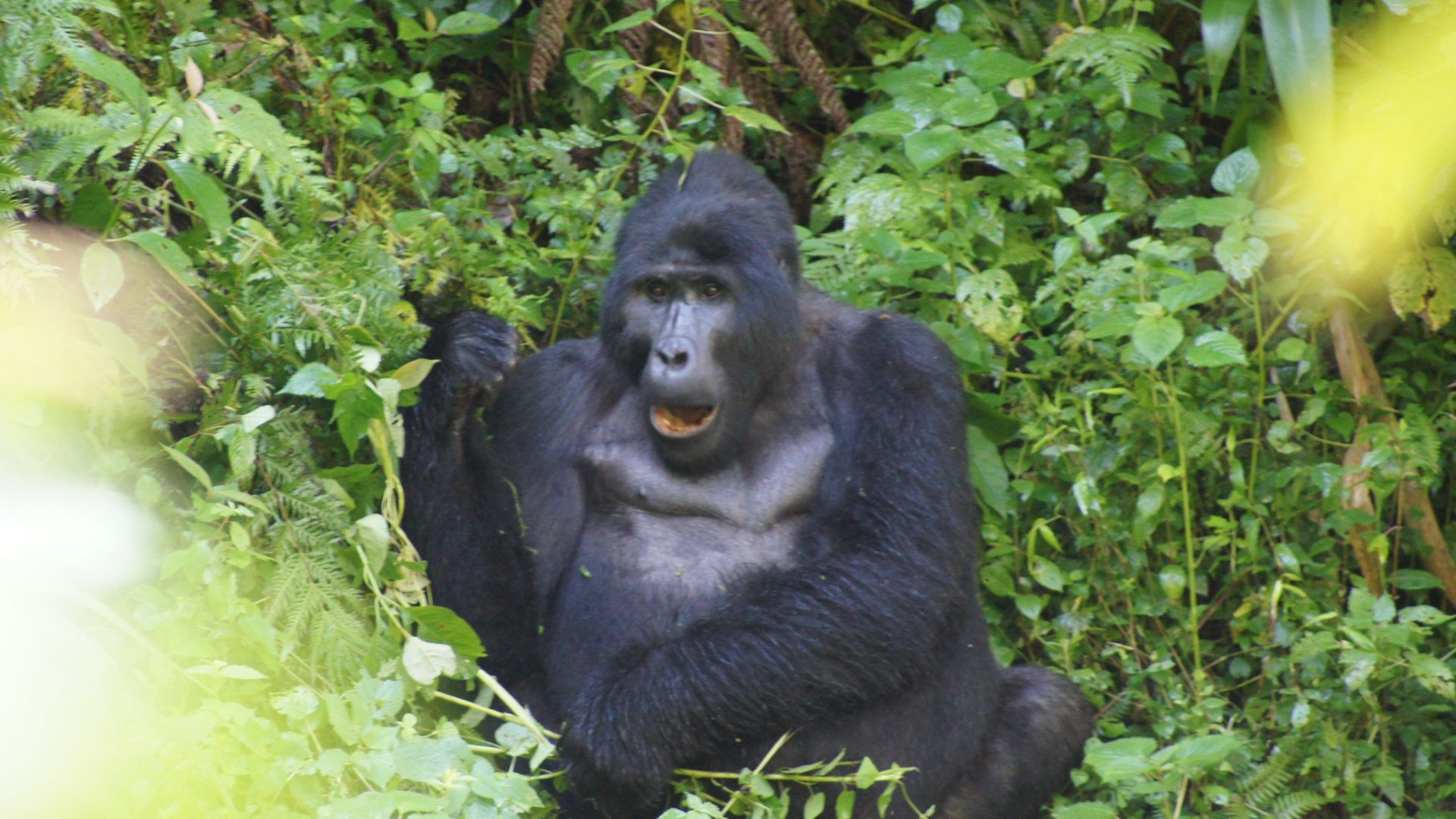 Dicover the Pearl of Africa. Uganda Safari April 2020