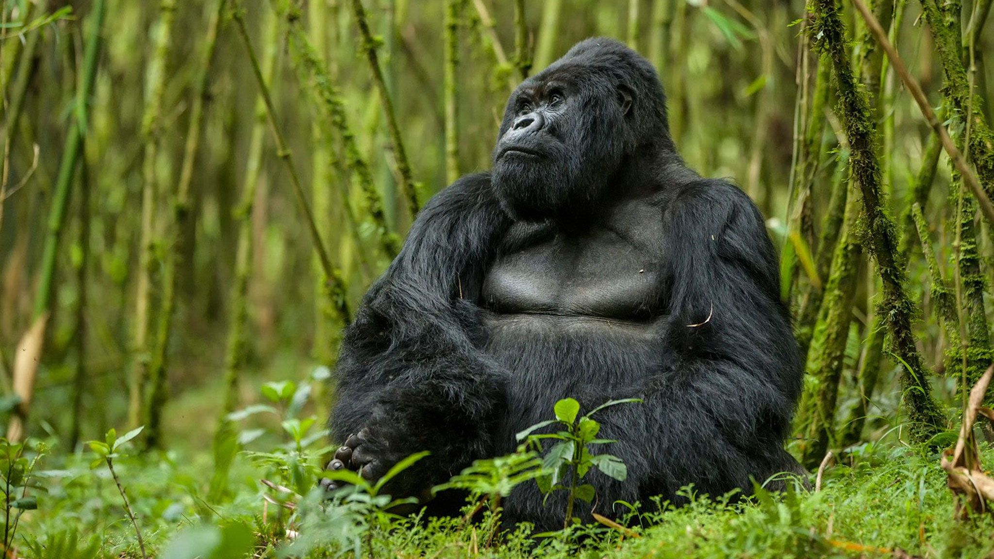 In search of gorillas in the Ugandan rainforest