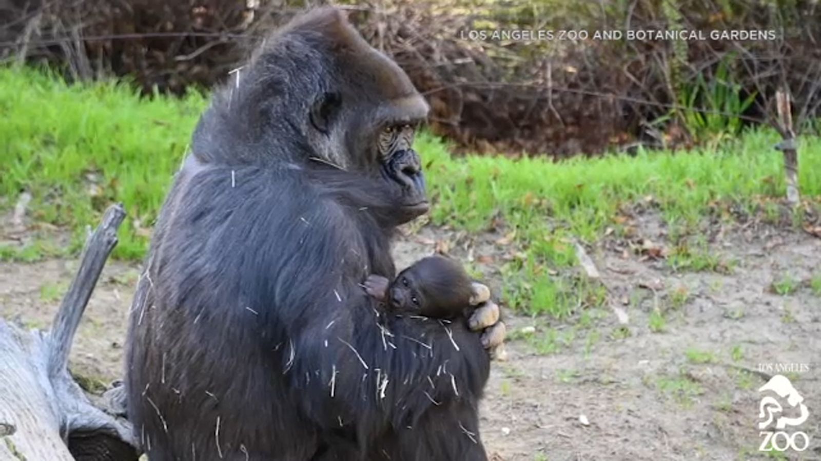 Baby gorilla: Western lowland gorilla born at California zoo is a