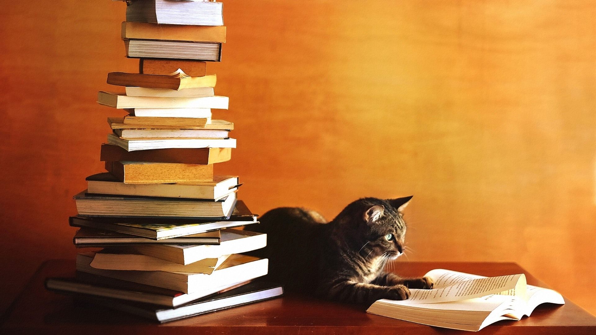 Wallpaper Cat study hard, reading book 1920x1200 HD Picture, Image