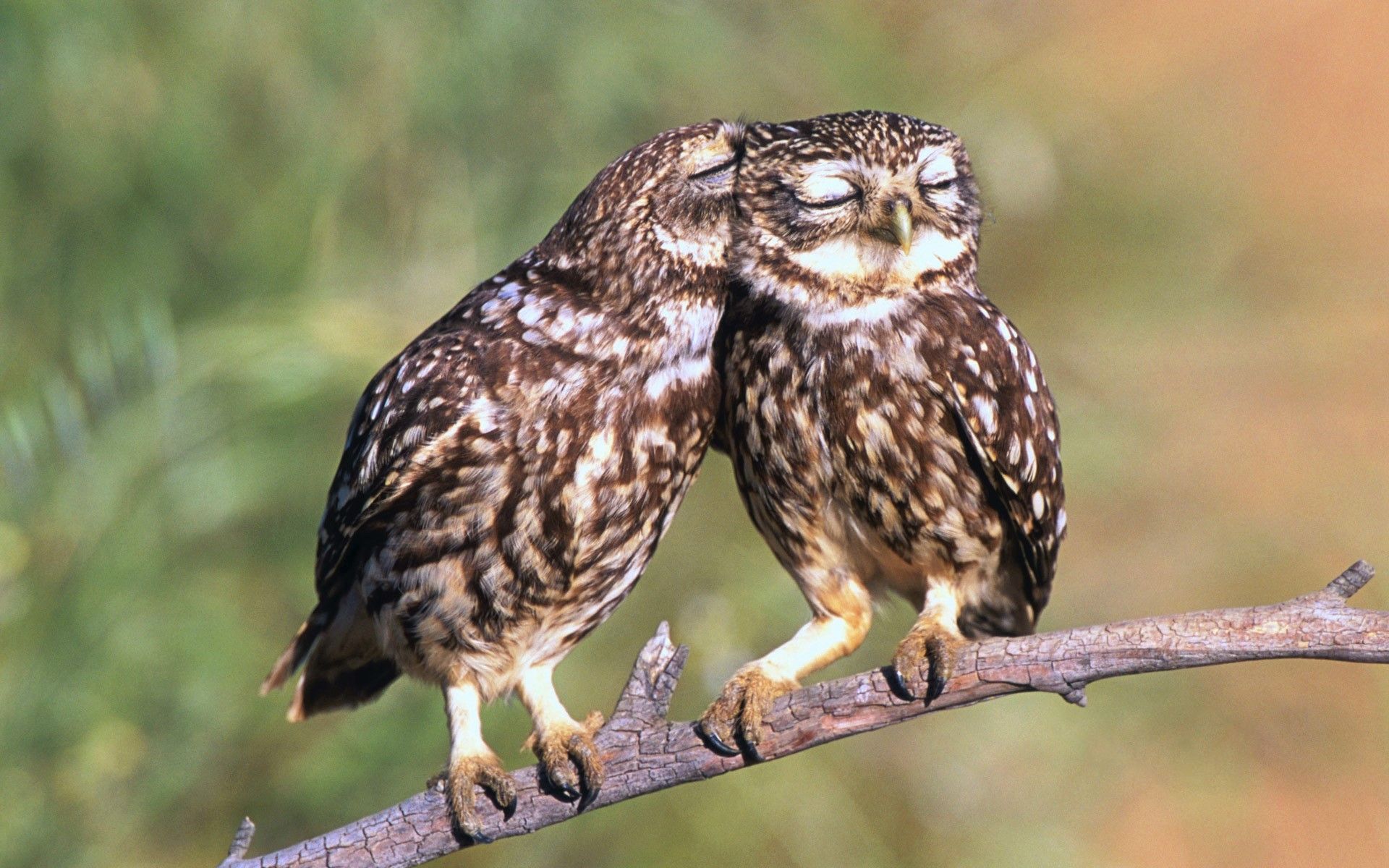 Two Owls on a Branch HD Wallpaper. Background Imagex1200
