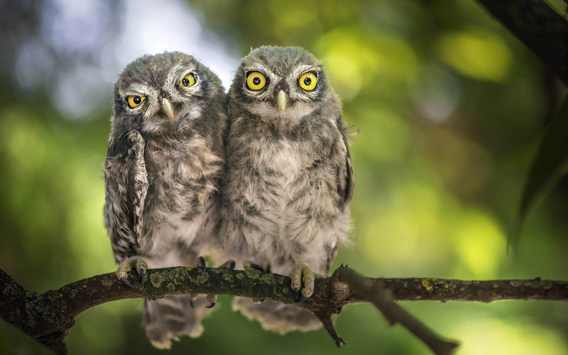 Two Owls on a Branch HD Wallpaper. Background Imagex1200