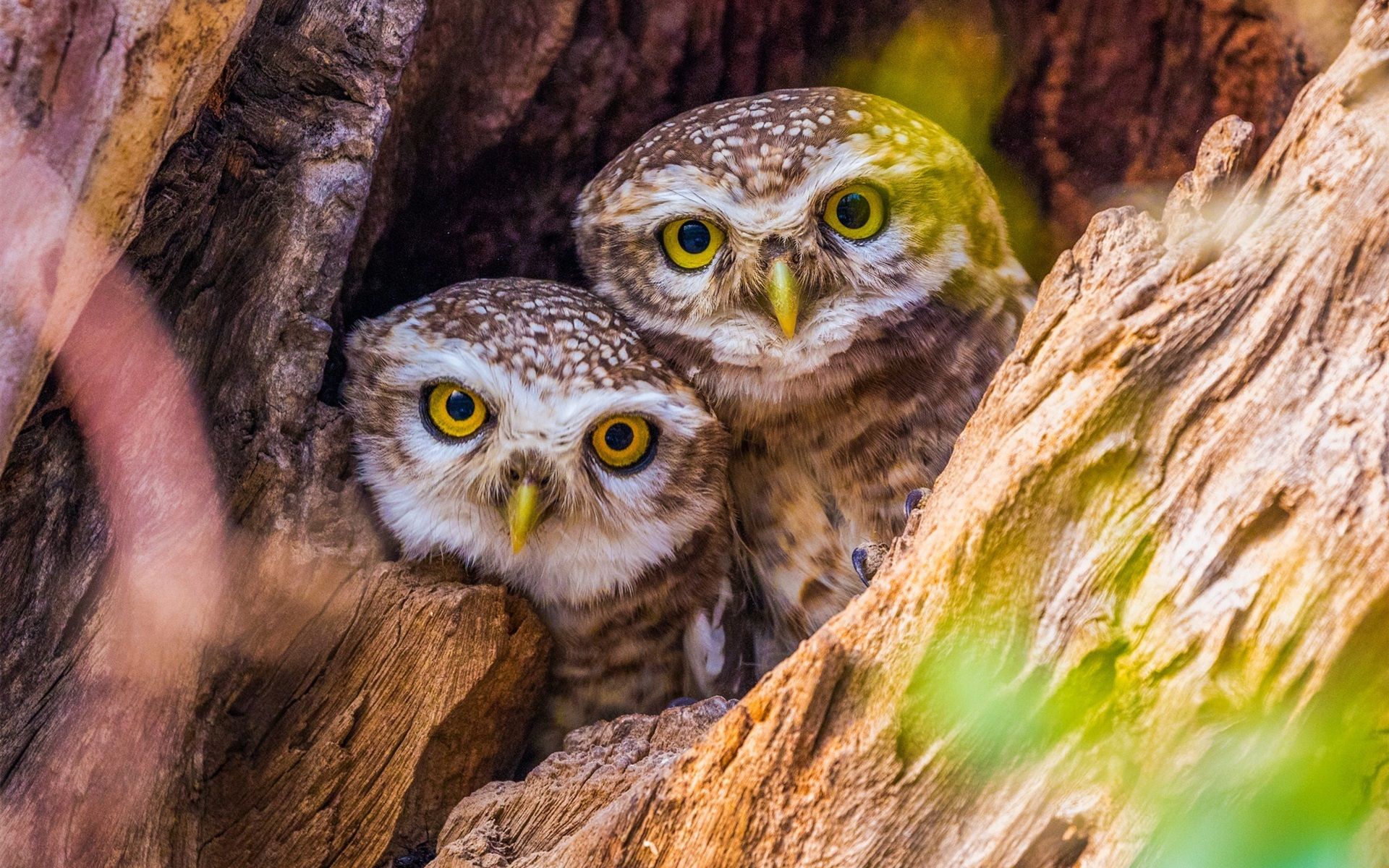 Wallpaper Two owls, tree 1920x1200 HD Picture, Image