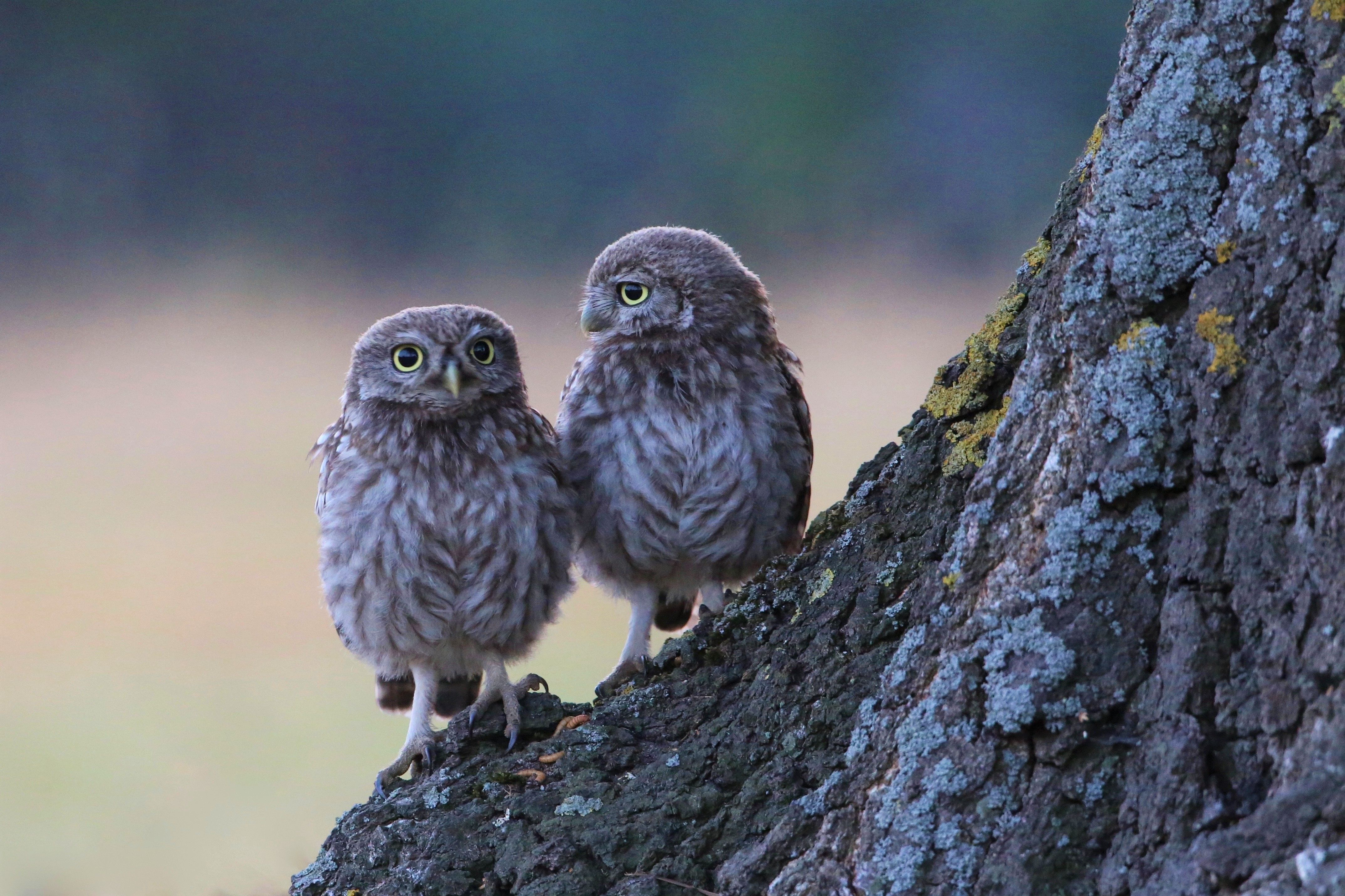 Two Owls on a Tree 4k Ultra HD Wallpaper. Background Image