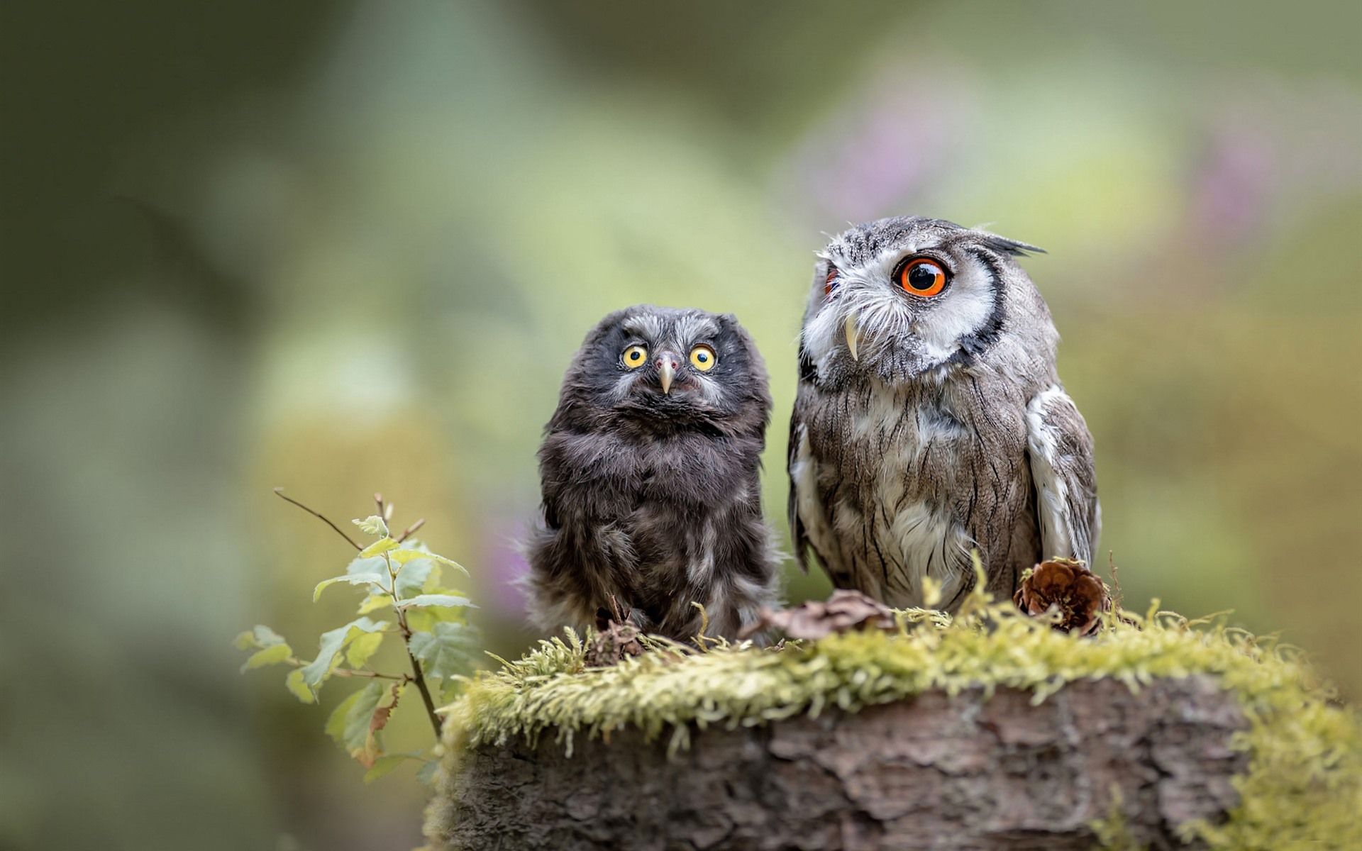 Wallpaper Two owls, mother and cub 1920x1200 HD Picture, Image