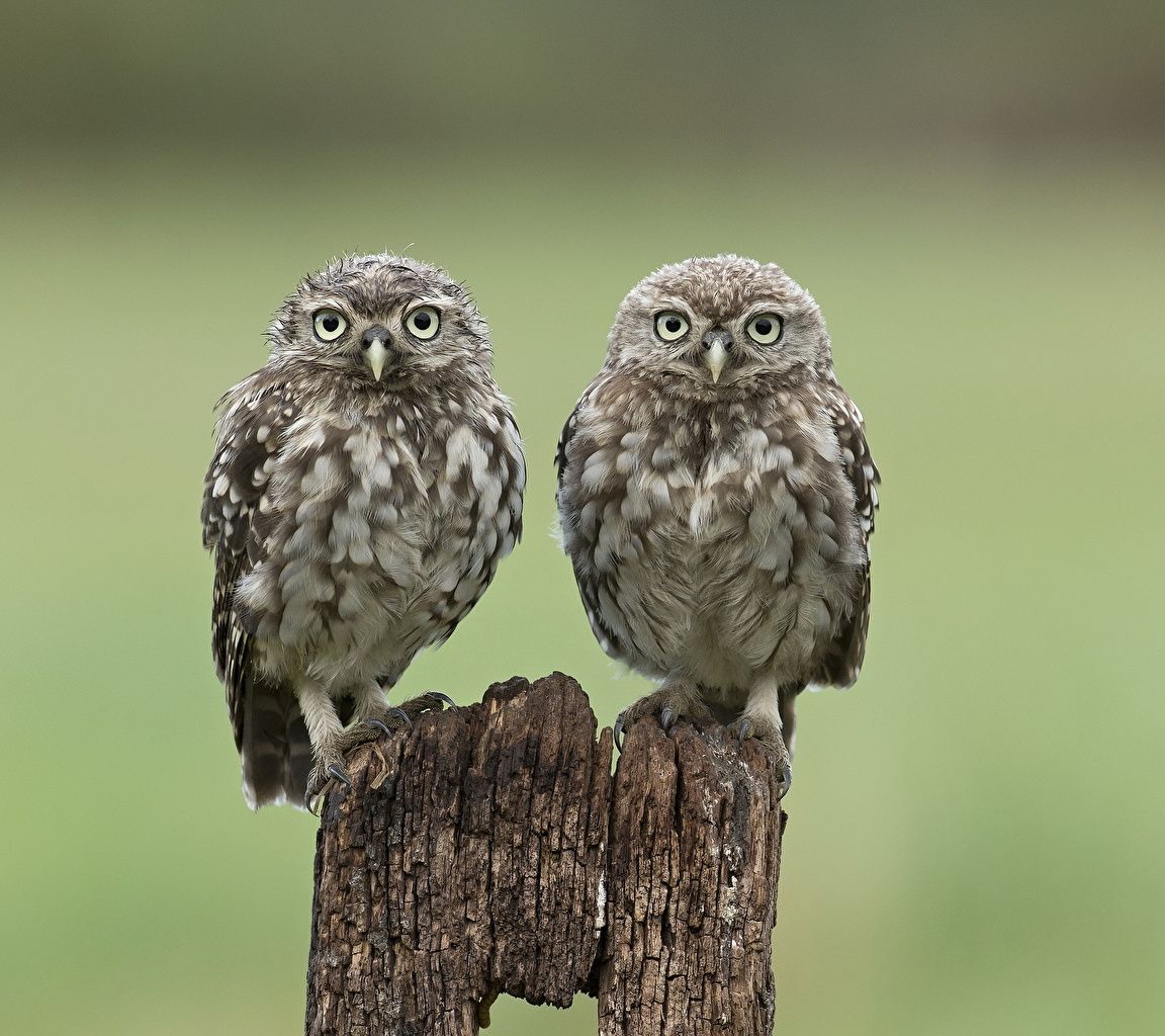 image owl bird Little Owl Two Animals