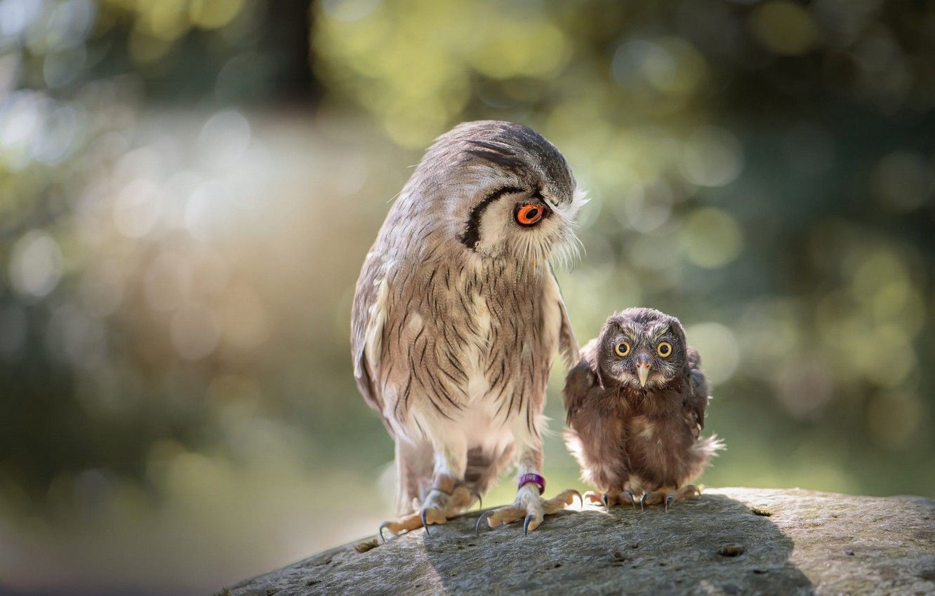 Wallpaper look, birds, nature, background, owl, stone, two, small