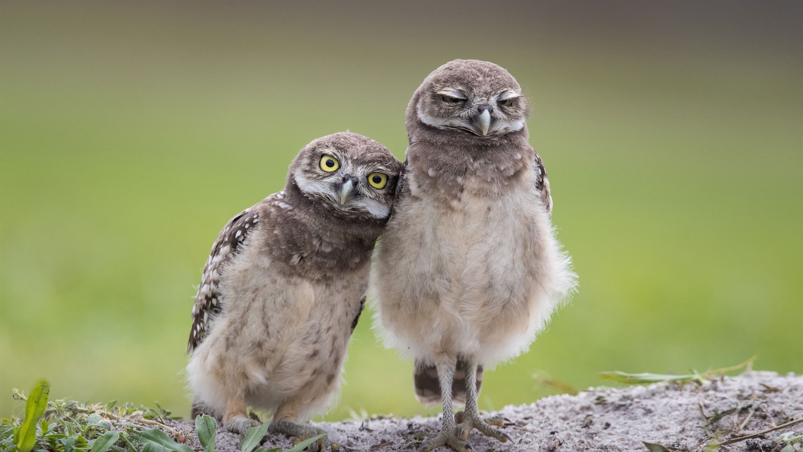 Wallpaper Two owls, birds 2560x1600 HD Picture, Image