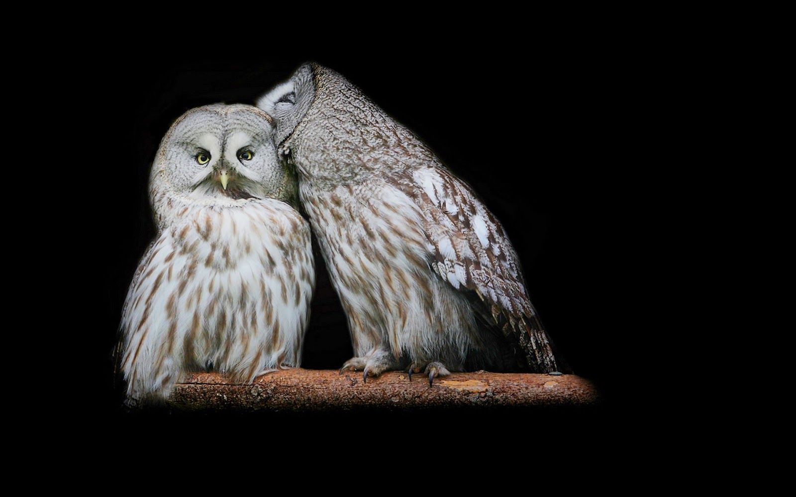 Two Owls Wallpapers - Wallpaper Cave