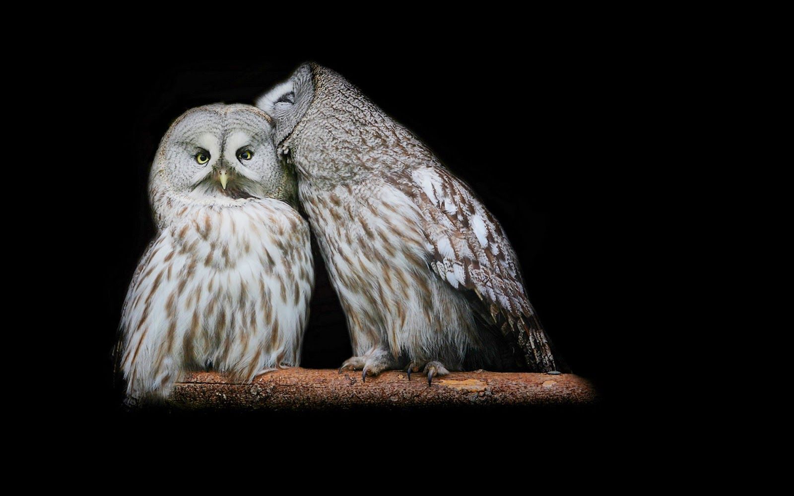 Wallpaper of Owls