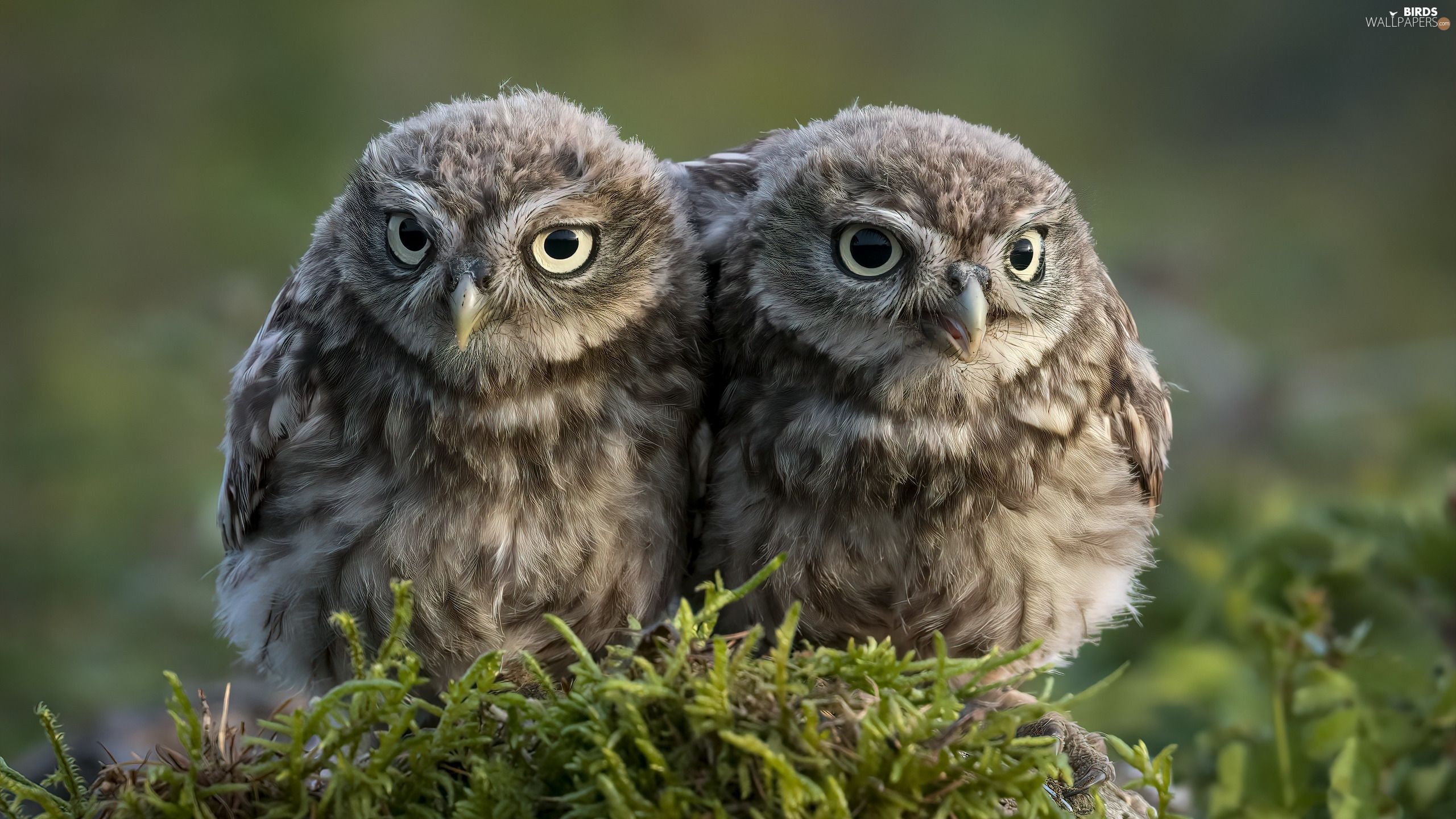 Two, Little Owl, Moss, Owls wallpaper: 2560x1440