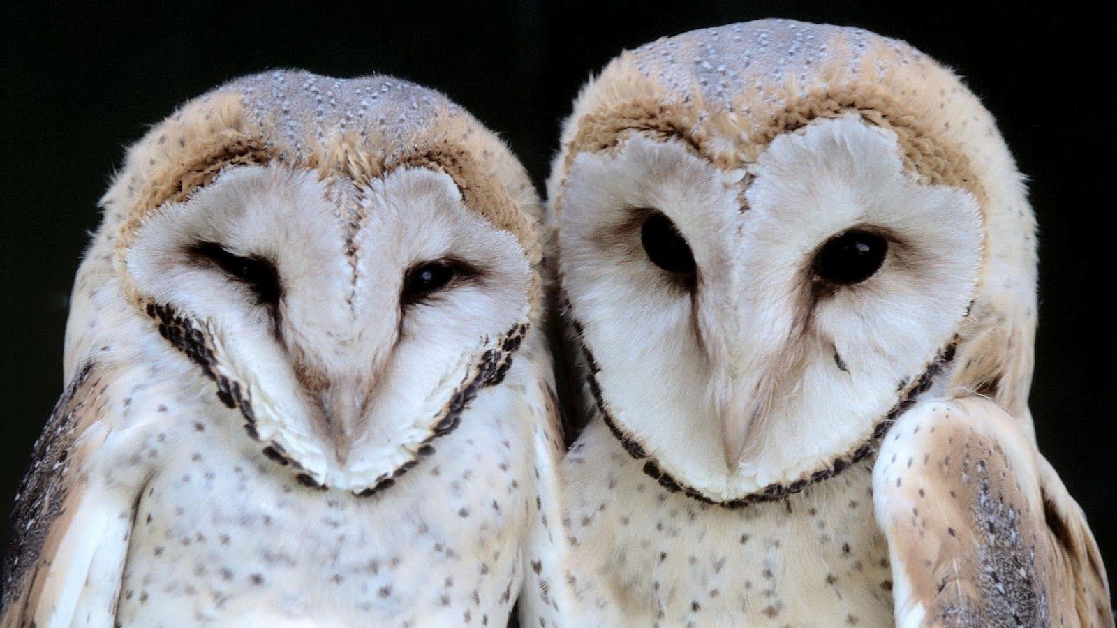 Wallpaper of two white owls. HD Animals Wallpaper