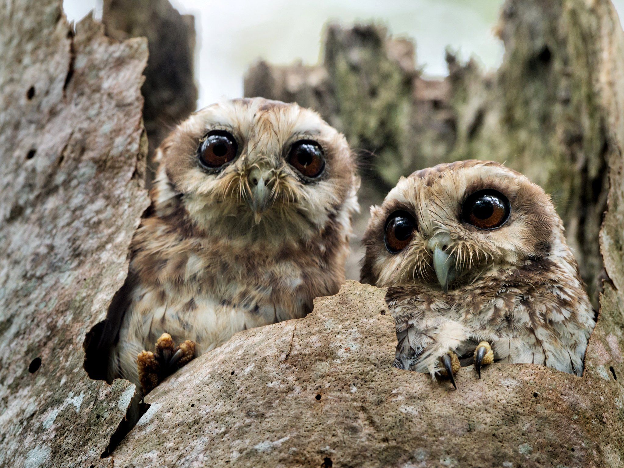 birds, Owls, Two, Animals, Wallpaper Wallpaper HD / Desktop