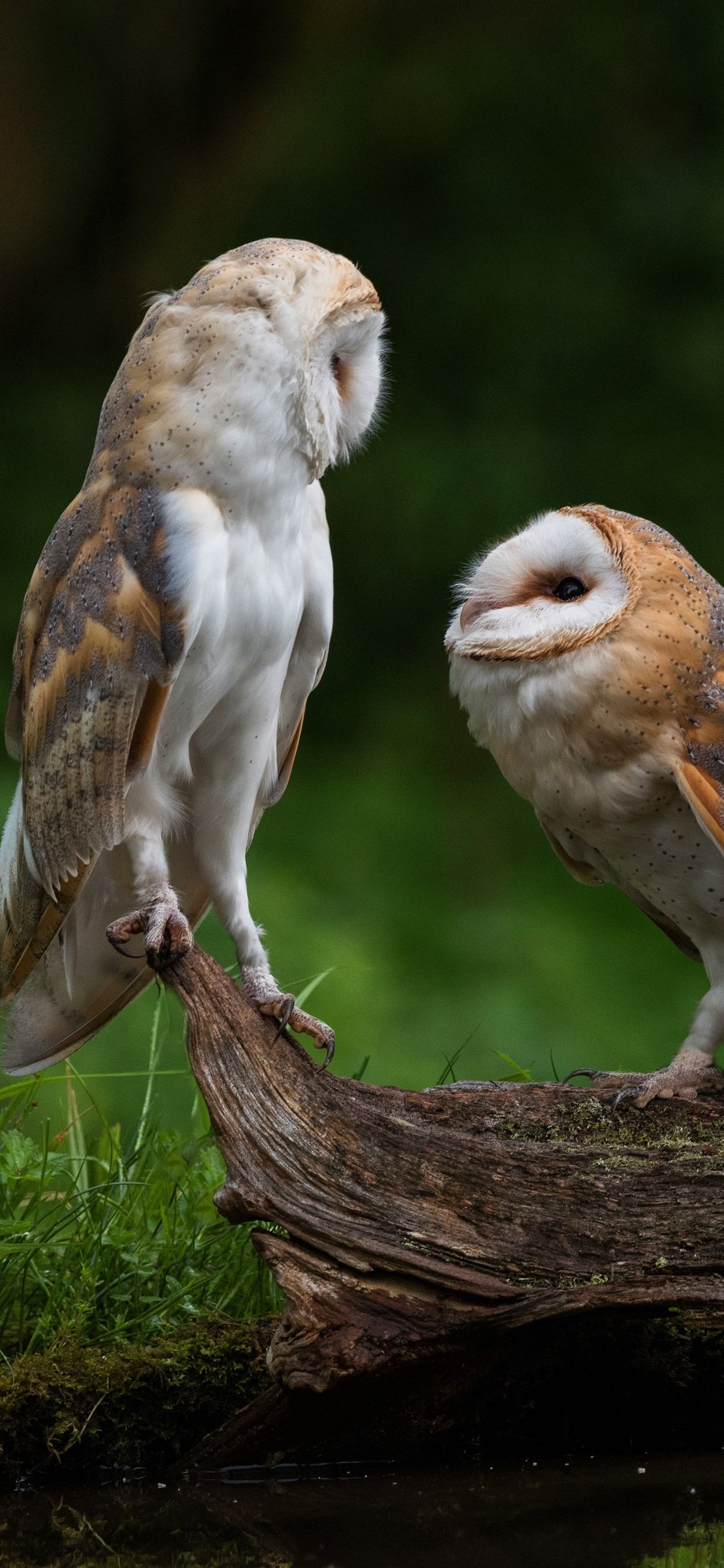 Wallpaper Two cute owls, birds 5120x2880 UHD 5K Picture, Image